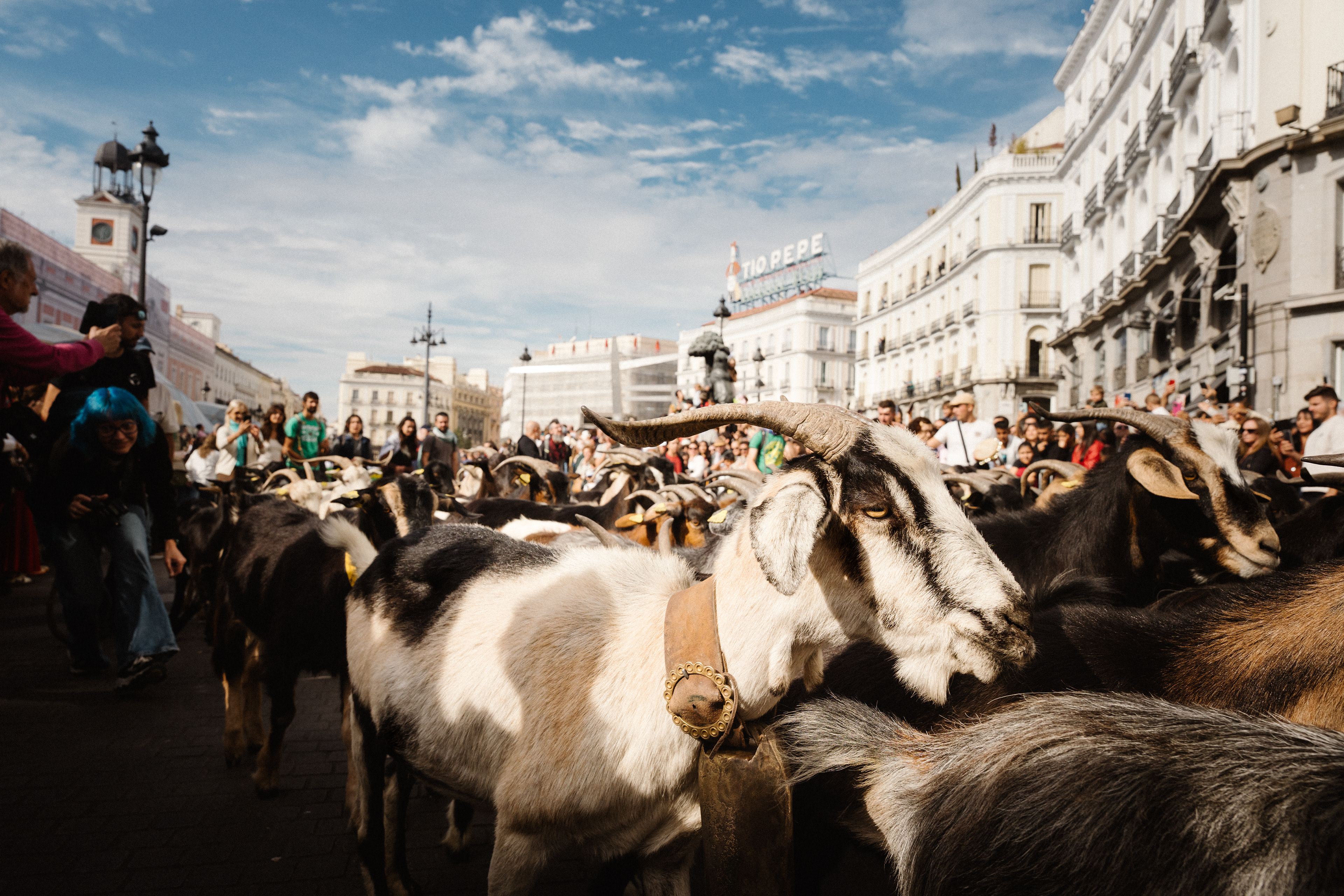 Fiesta de la Trashumancia, Madrid, 2025