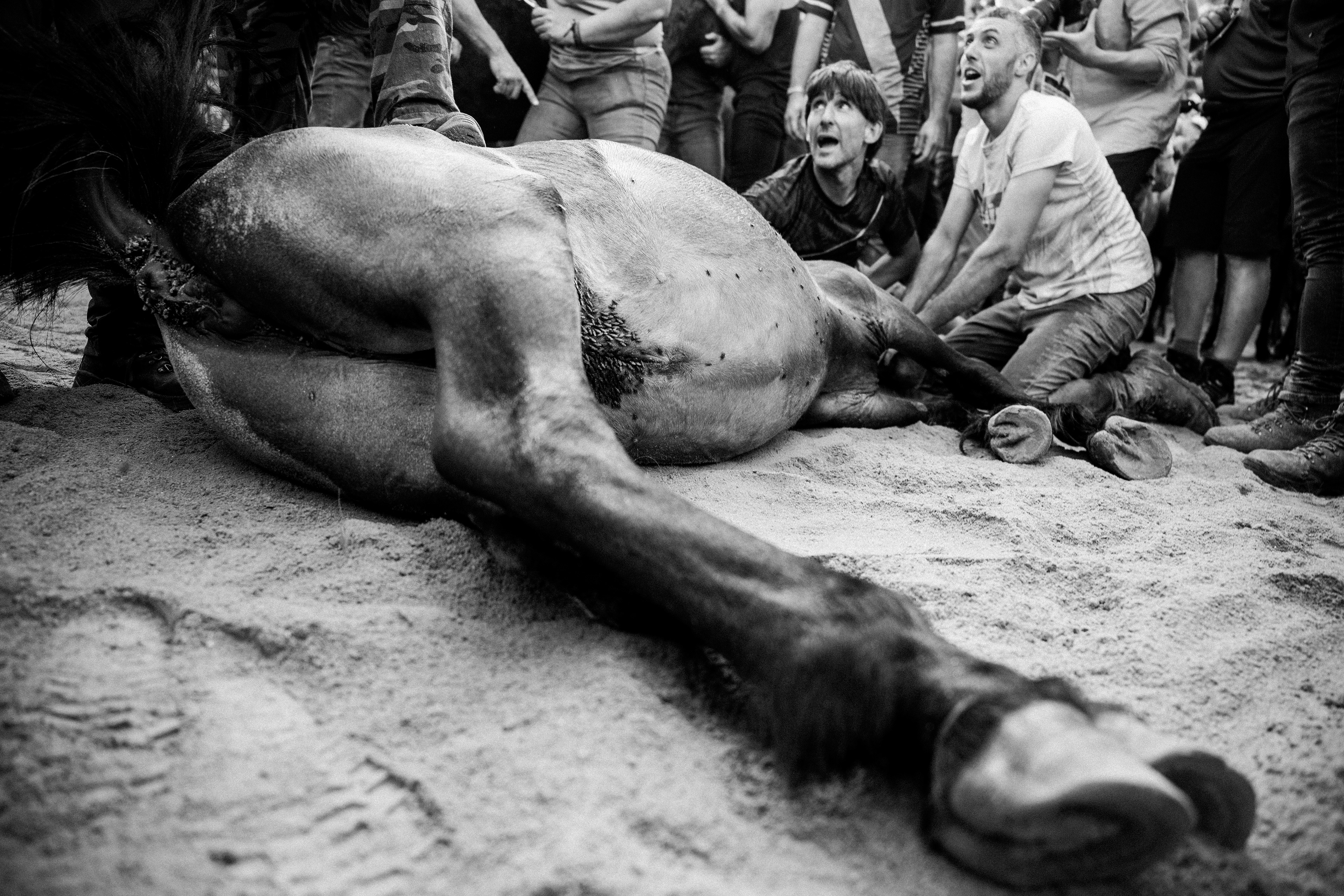 Rapa das Bestas, 2025