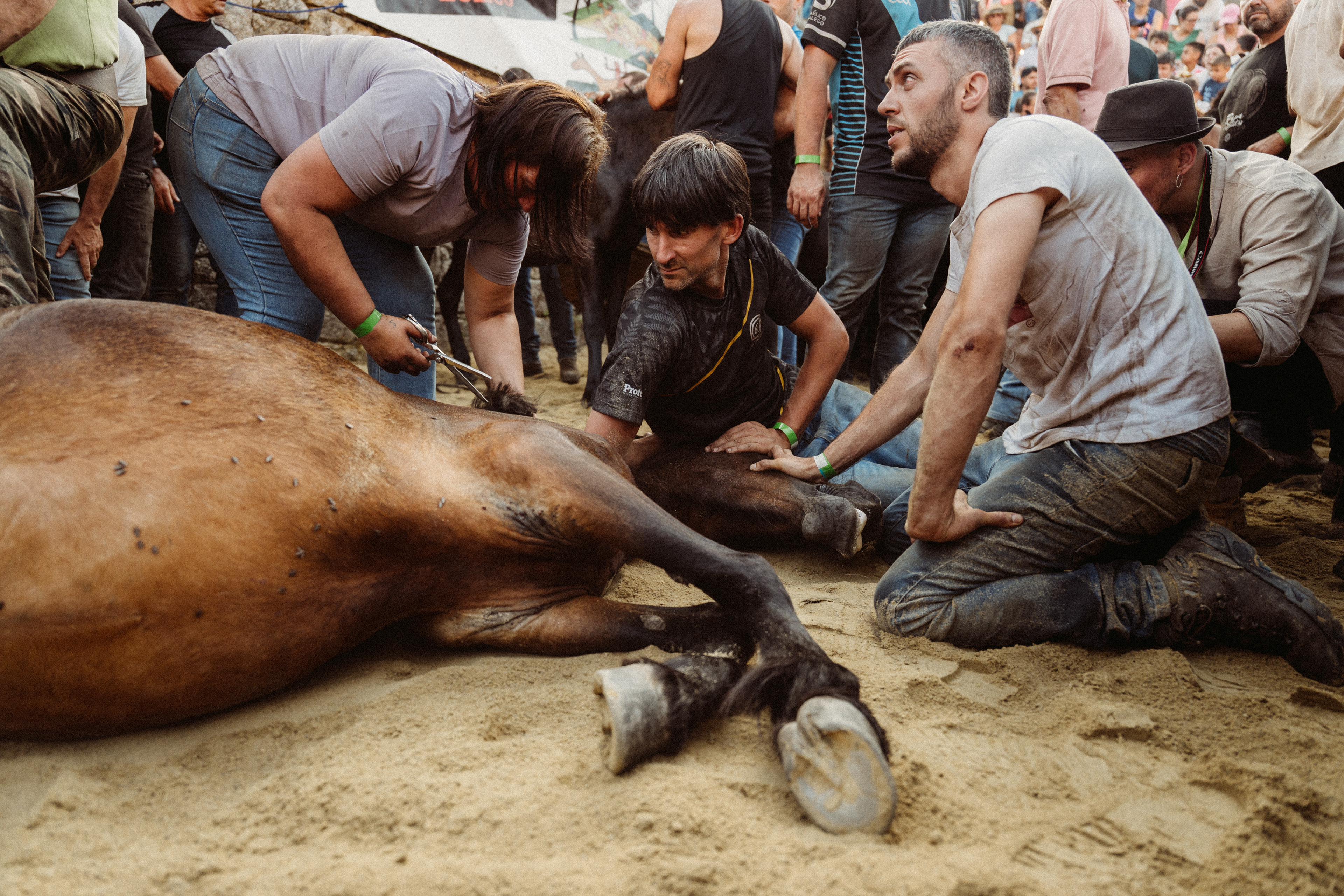 Rapa das Bestas, 2025