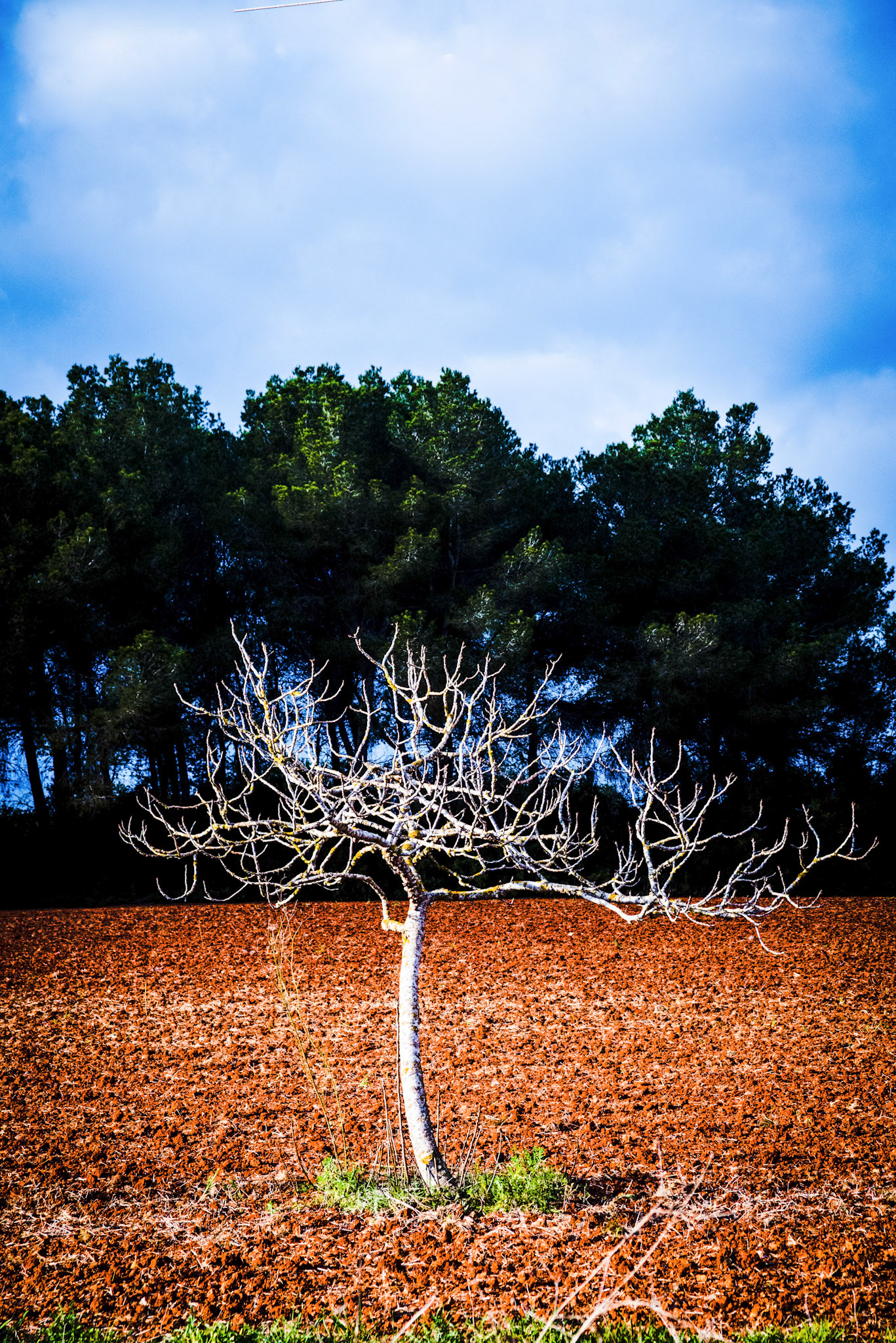 Higuera-Ibizaiza