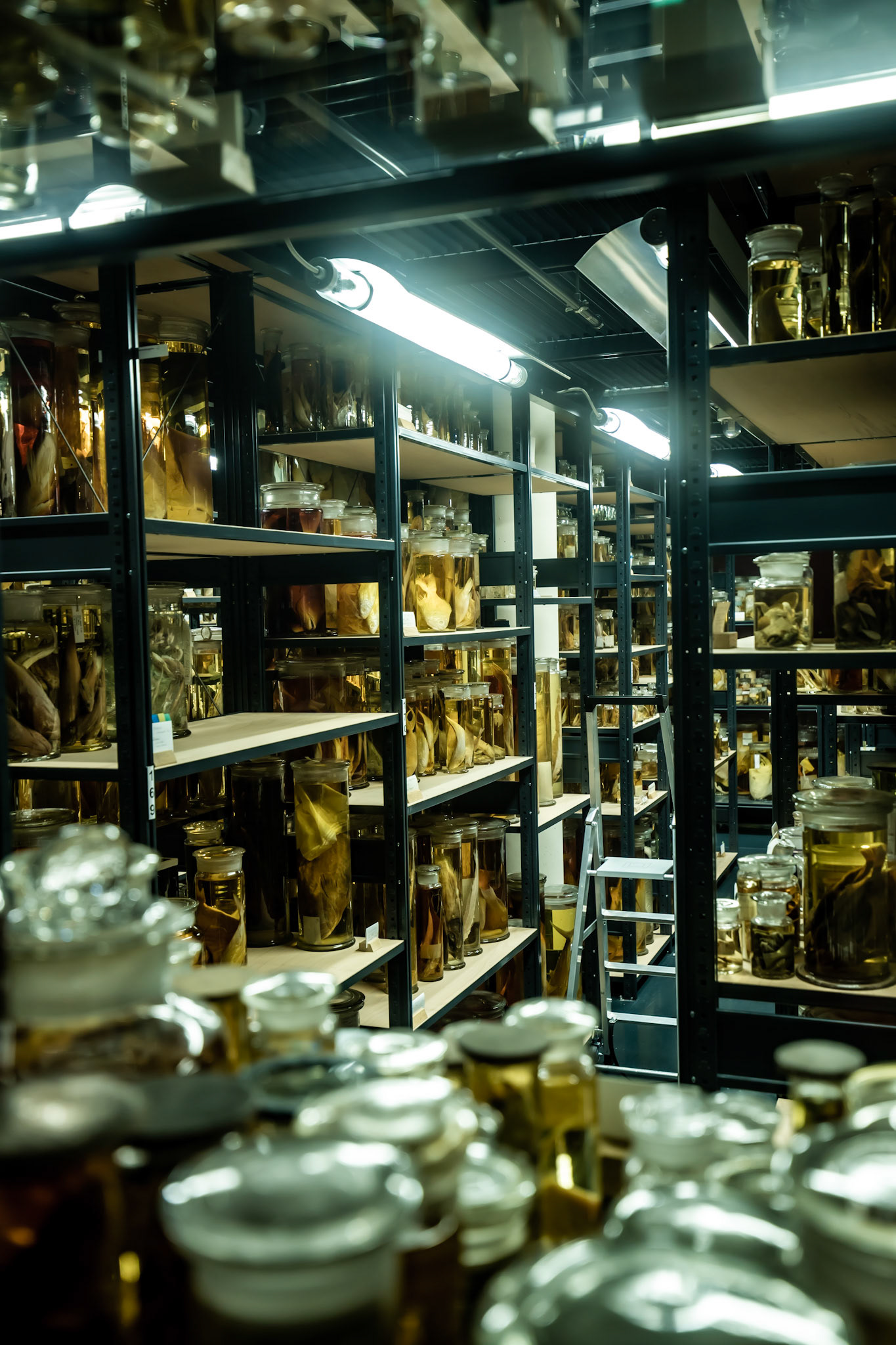 National History Museum