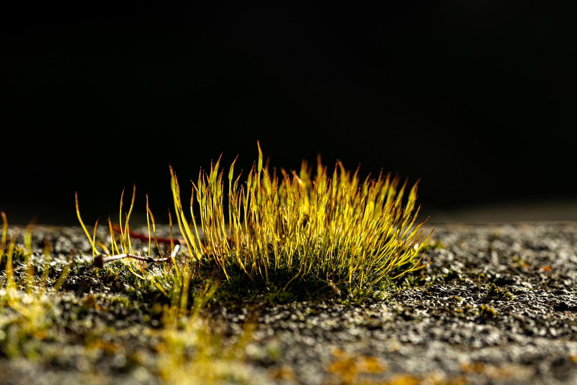 Moss