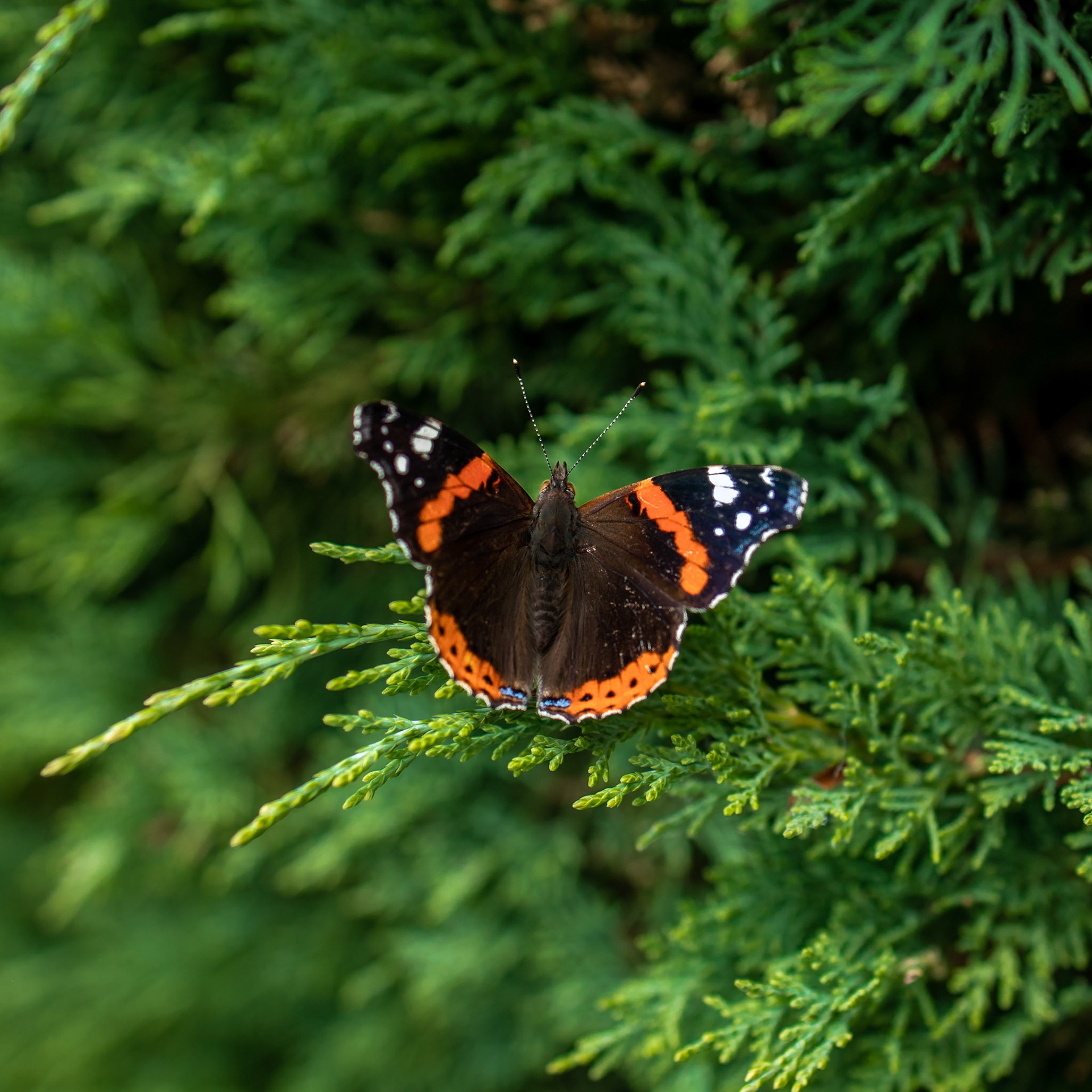 Butterfly