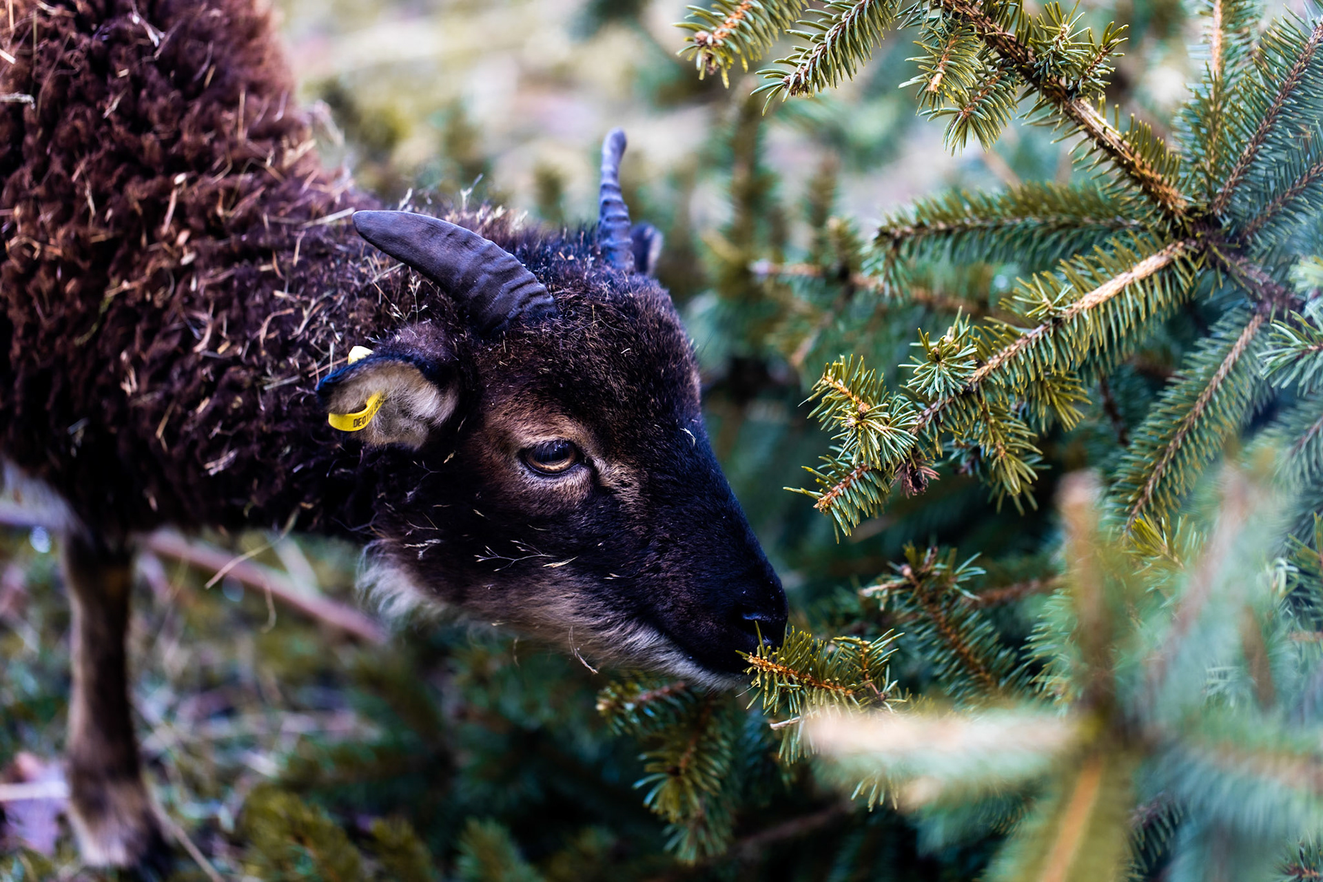 Goat after Christmas