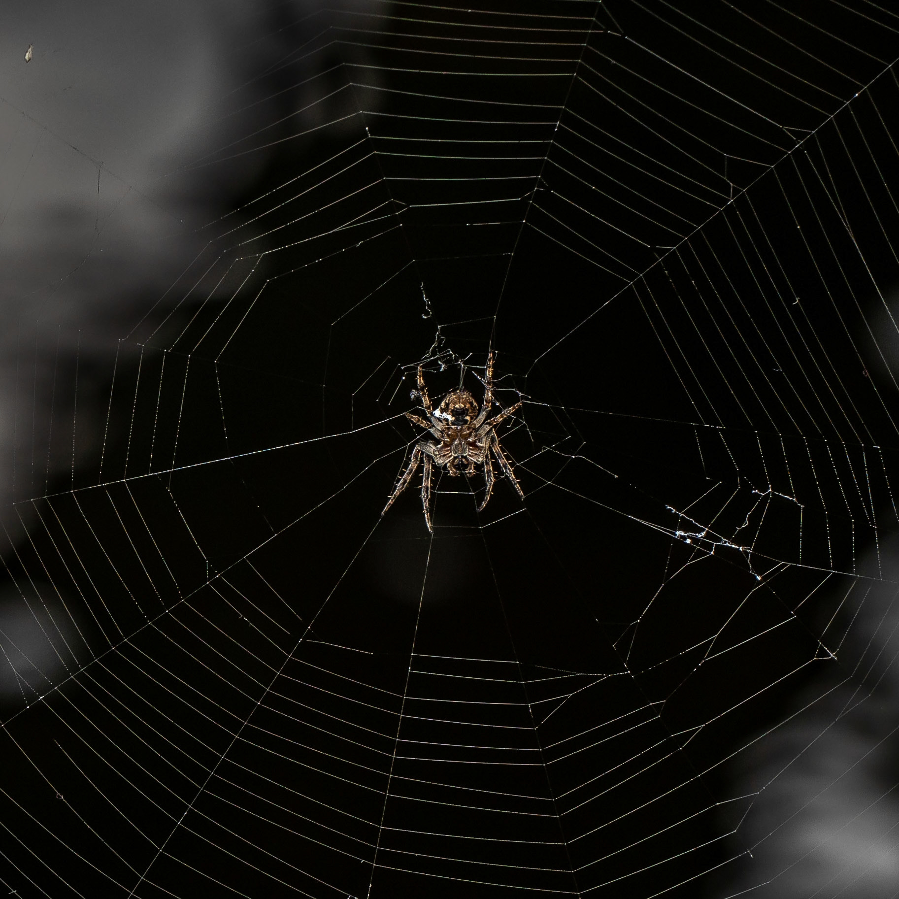 Spider
