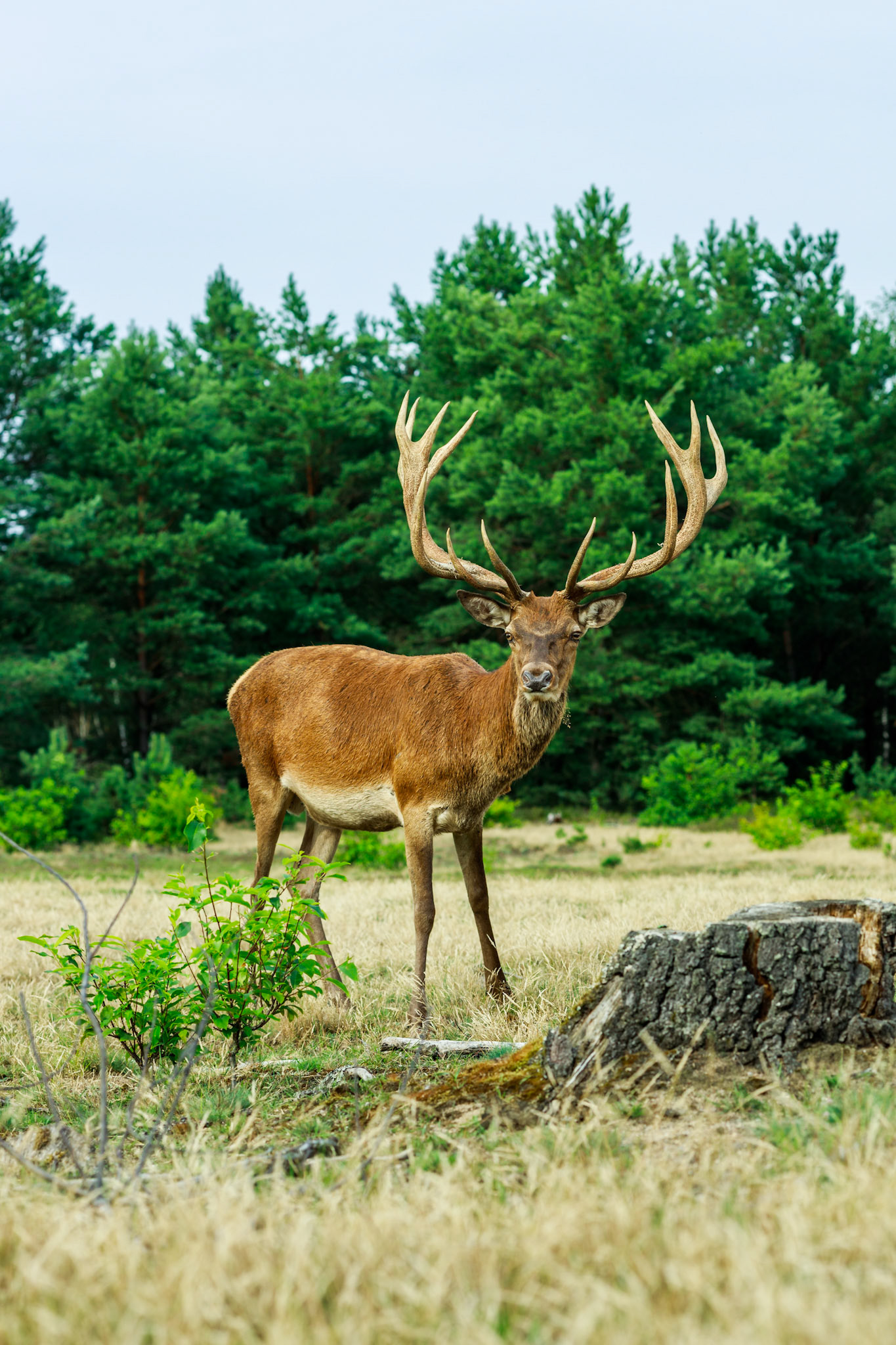 Schönower Heide, Bernau, Brandenburg