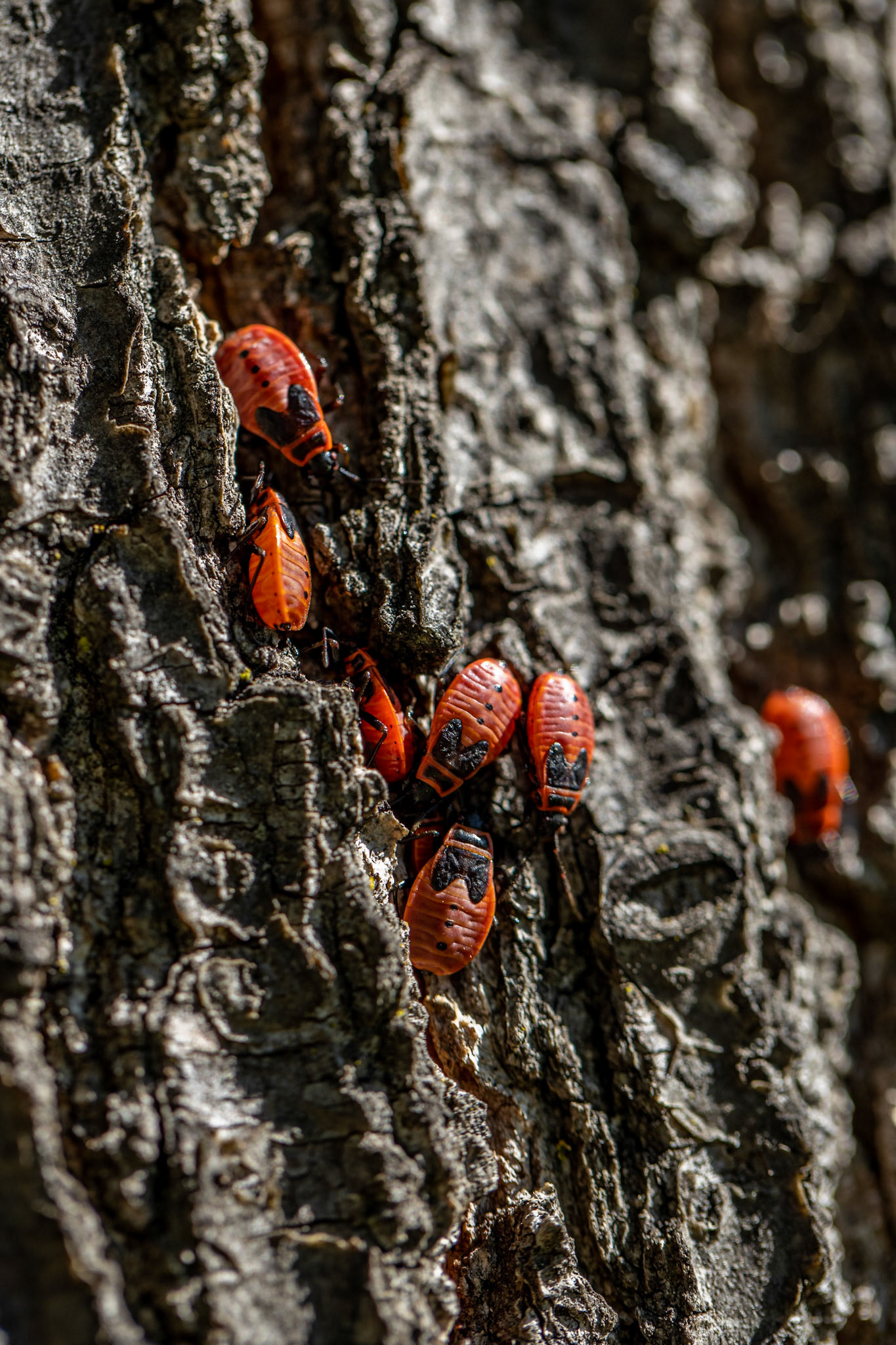 Bugs