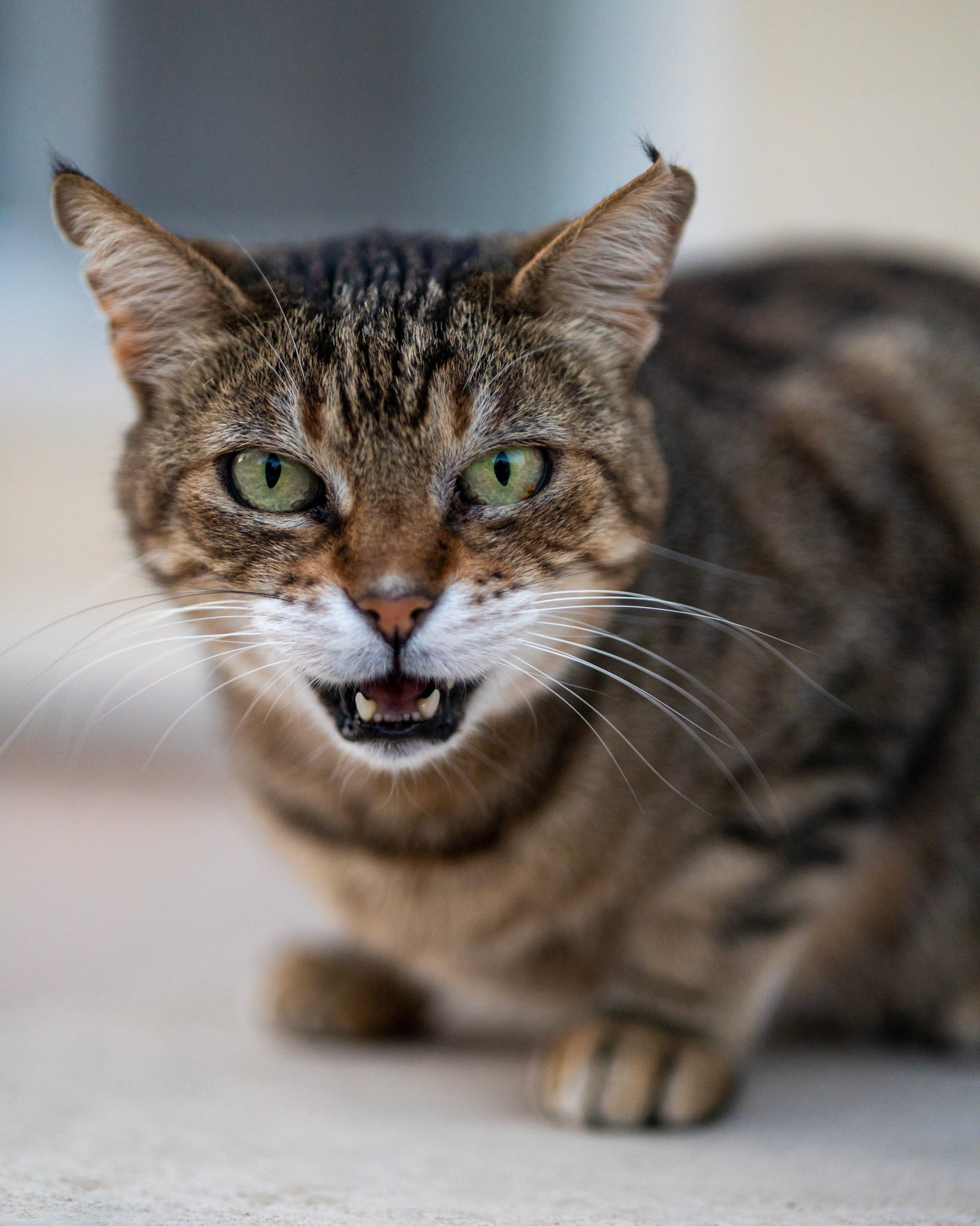 Eine der vielen Straßenkatzen in Marsaxlokk, Malta