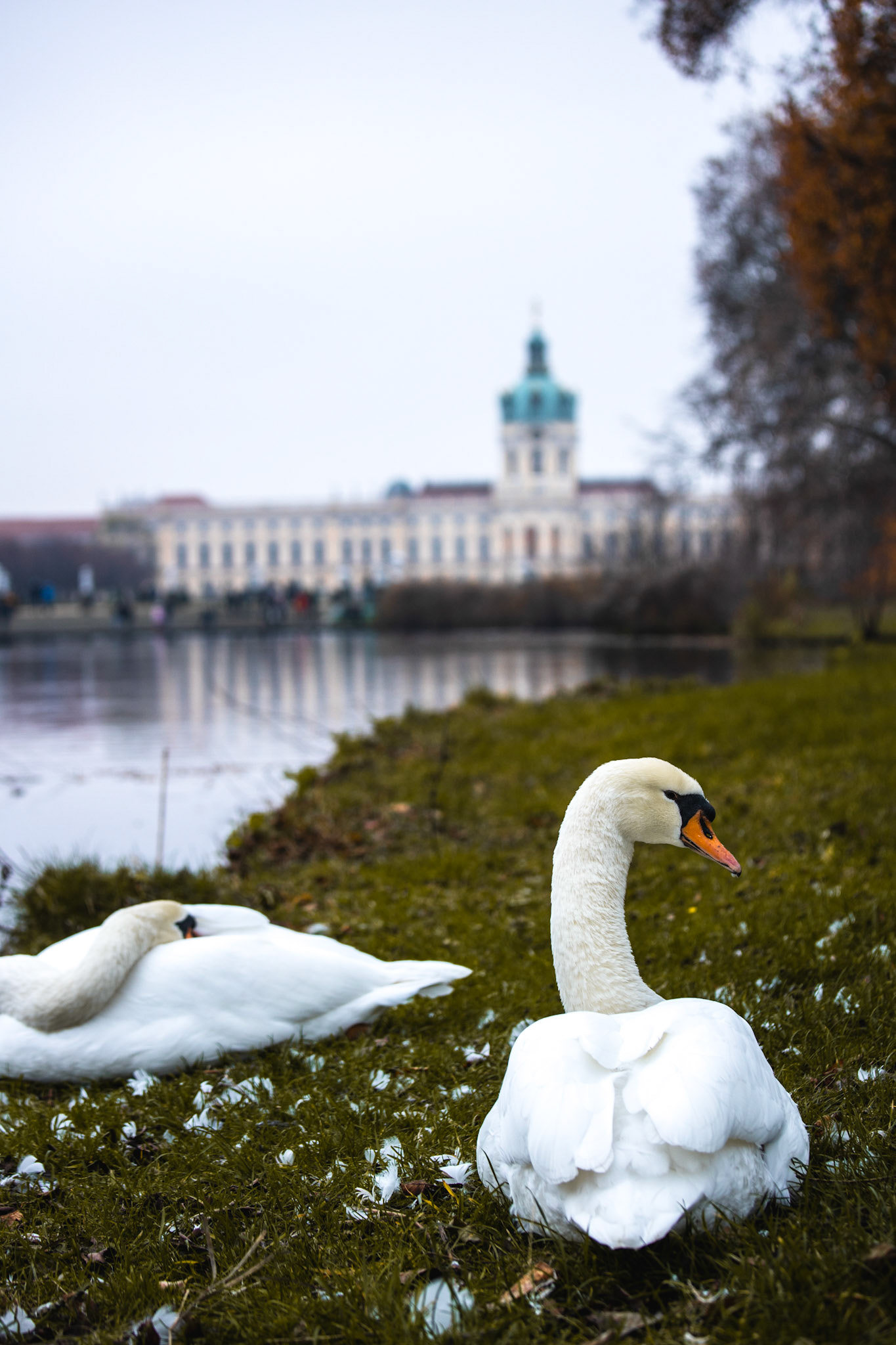 Swan
