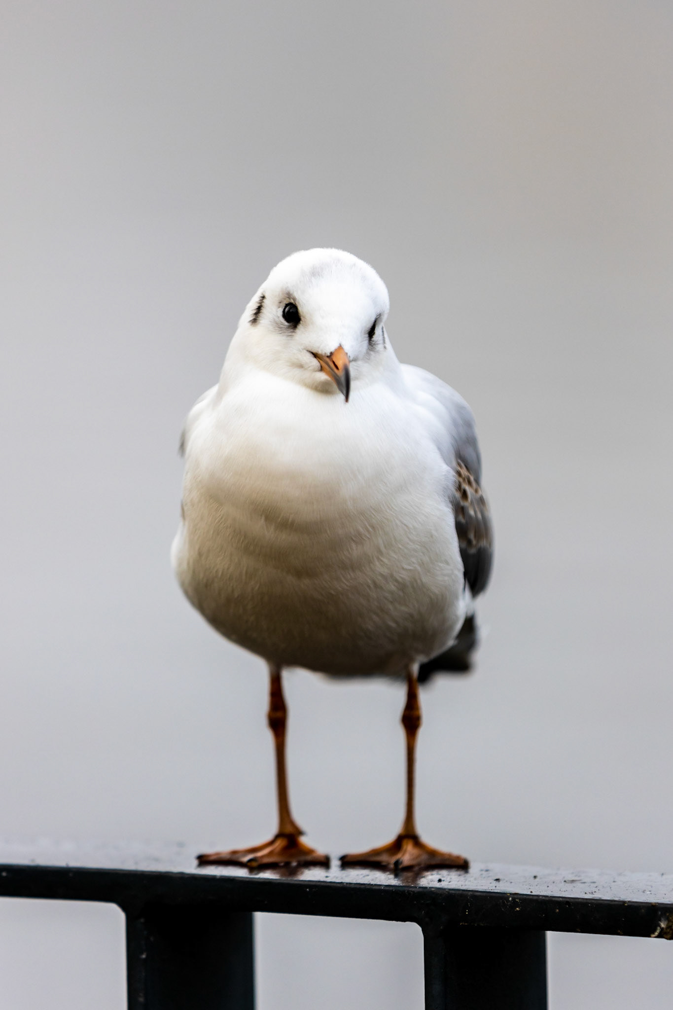 Möwe am Luisenhain, Berlin-Köpenick