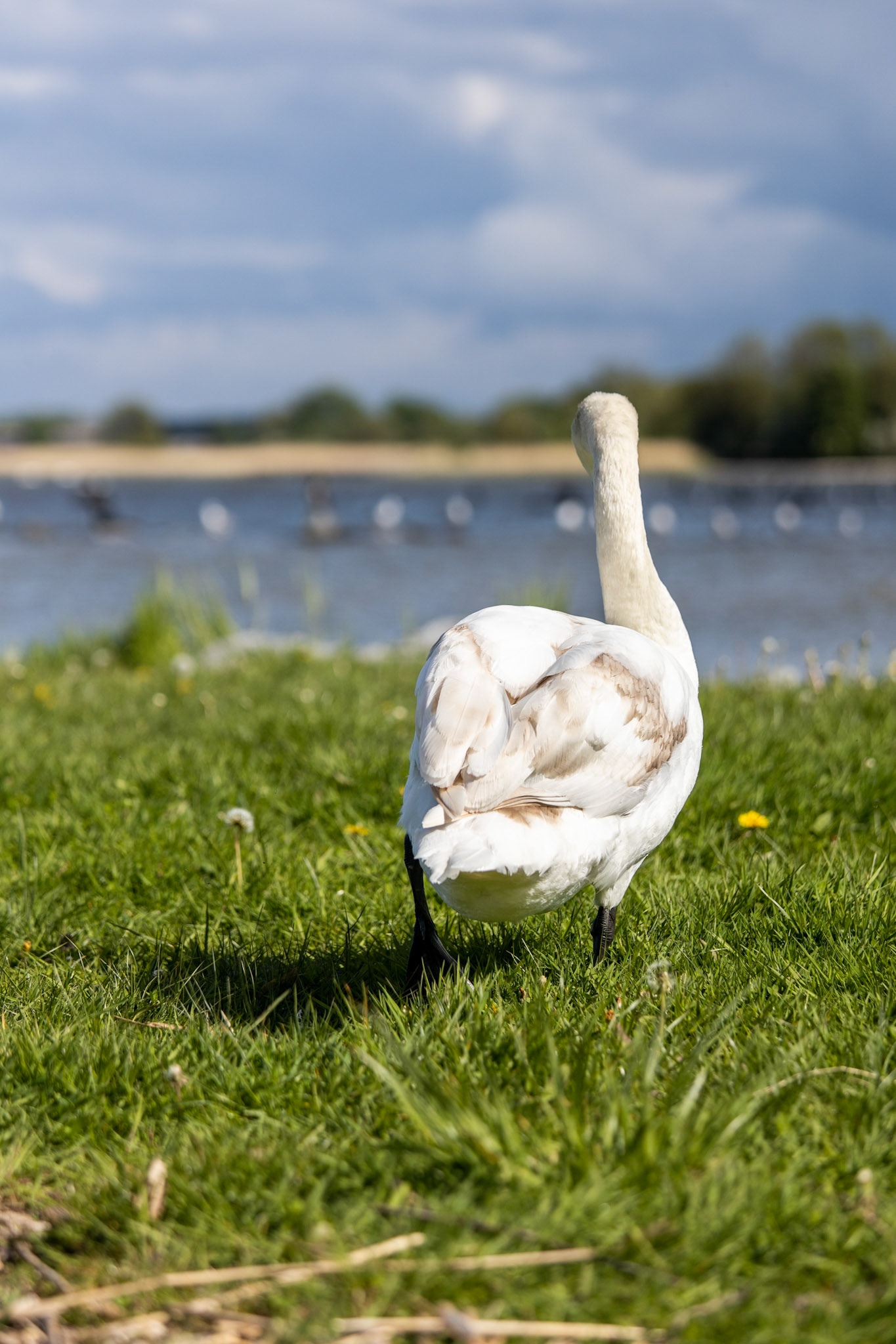 Swan
