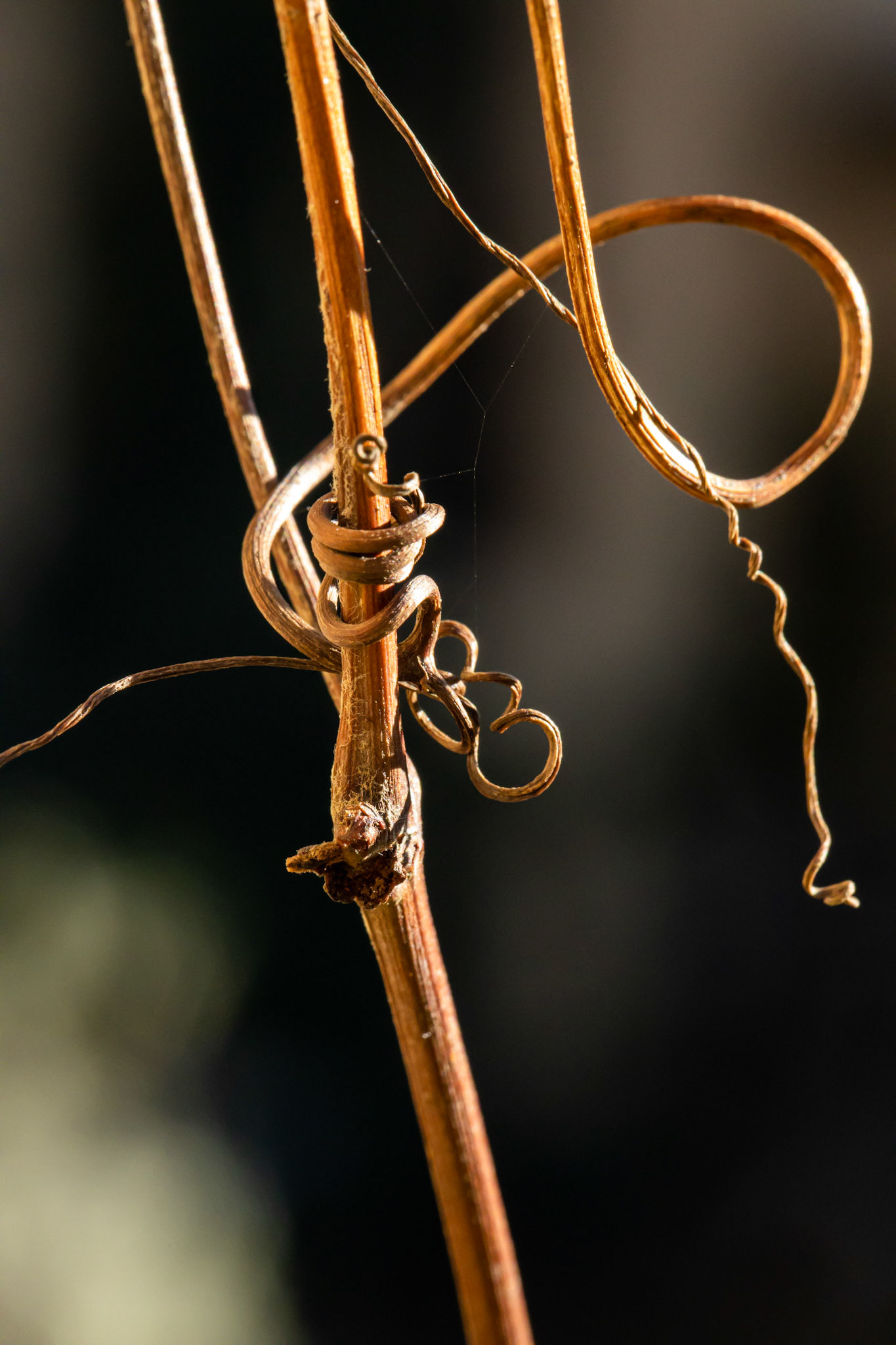 Branch
