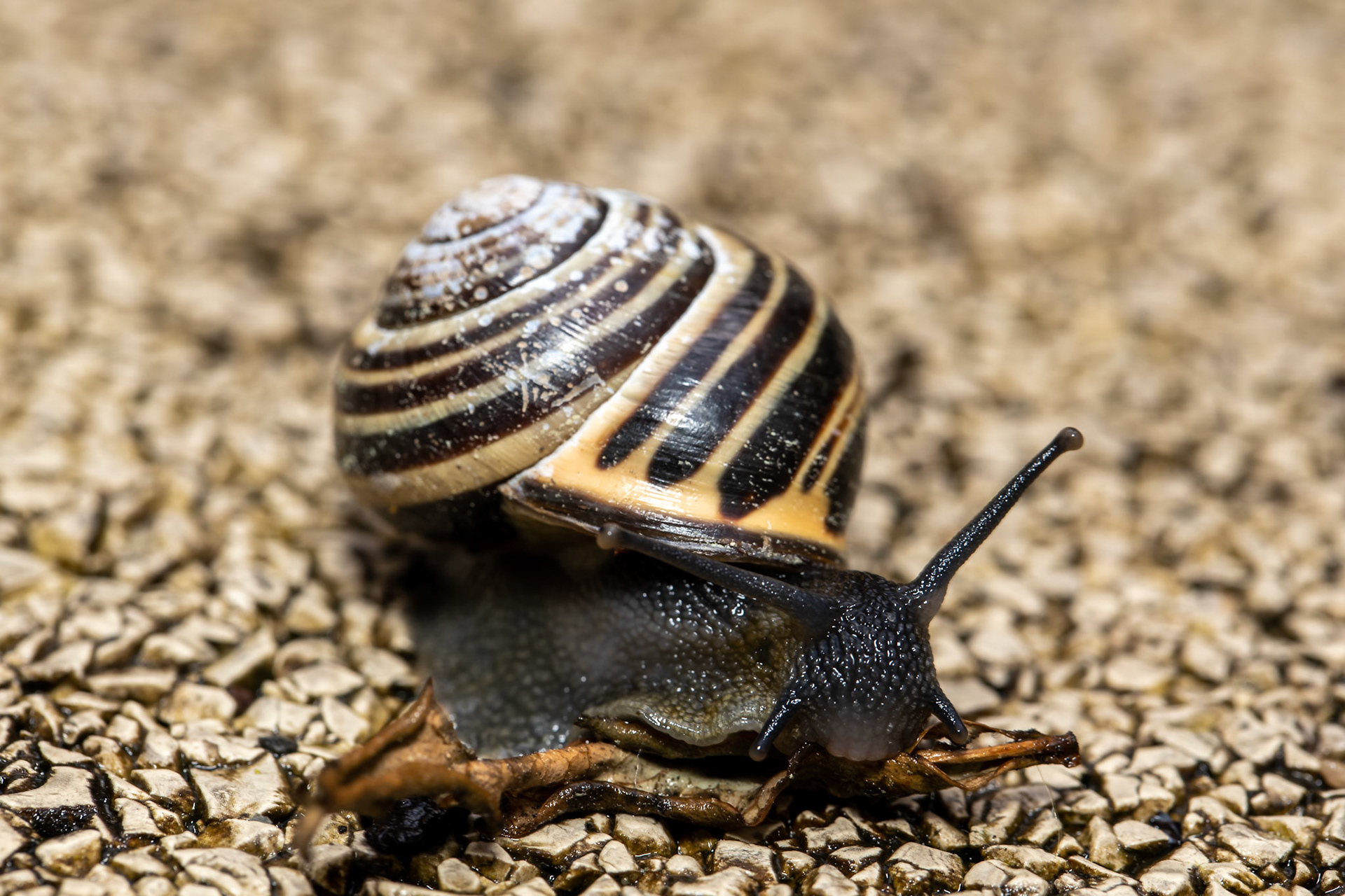 Snail