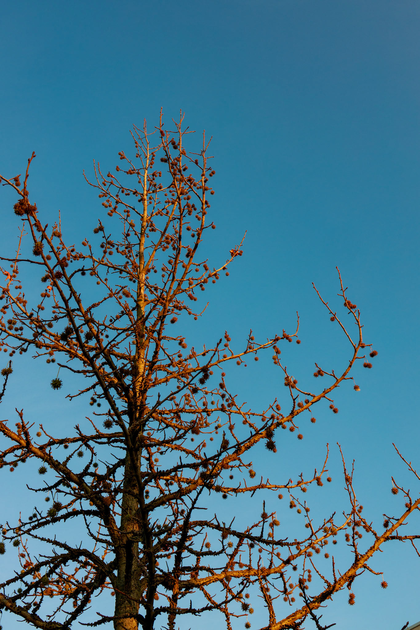 Baum im Wintermodus, Berlin-Köpenick