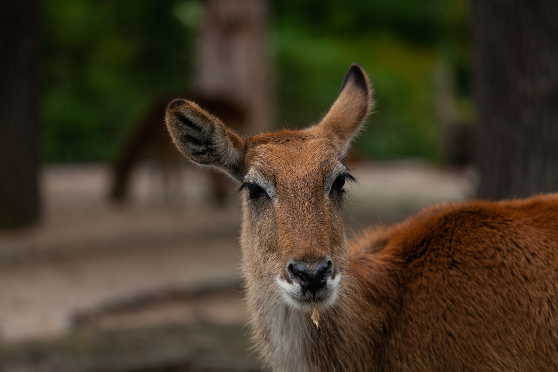 Zoo Berlin