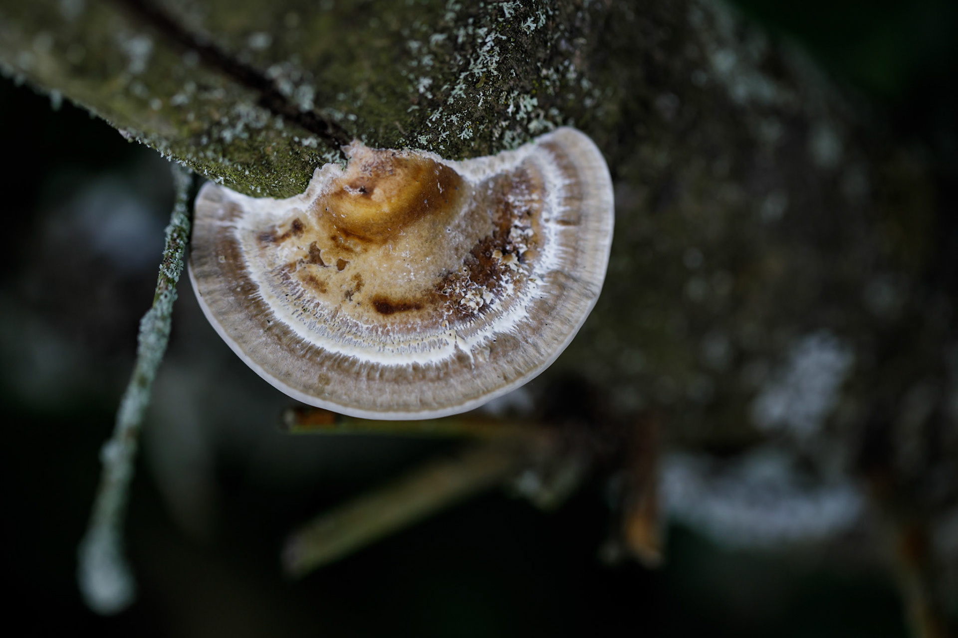 Fungal