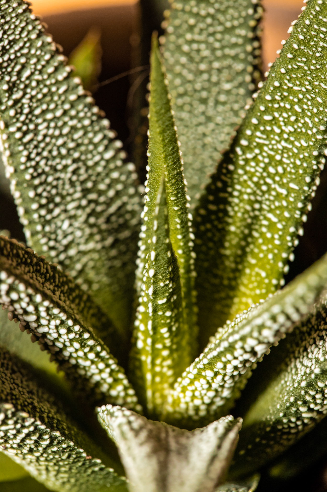 Plants