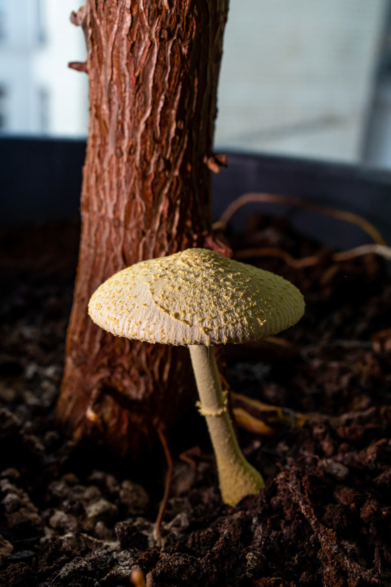 Mushroom in Home Plant