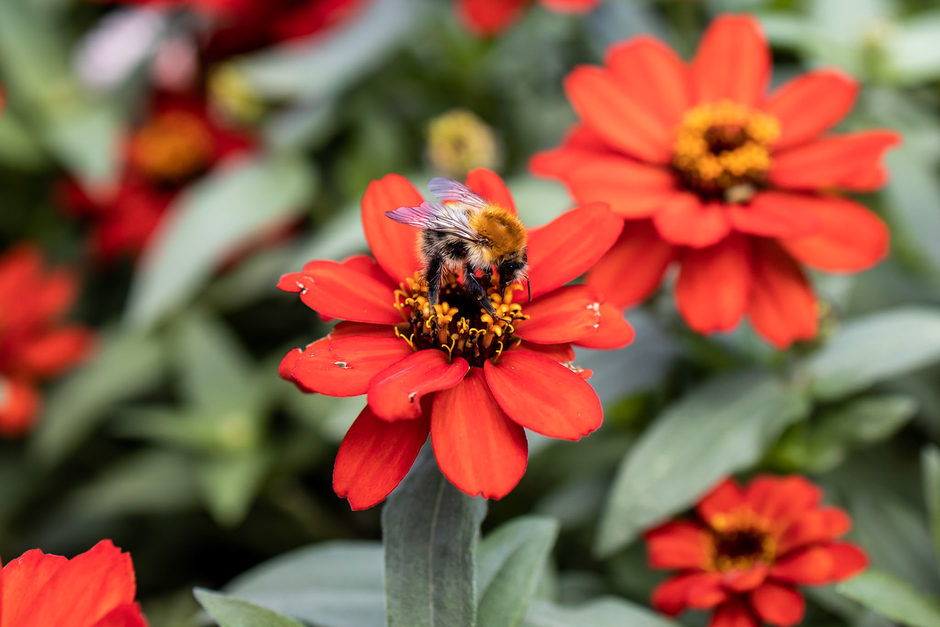 Bee