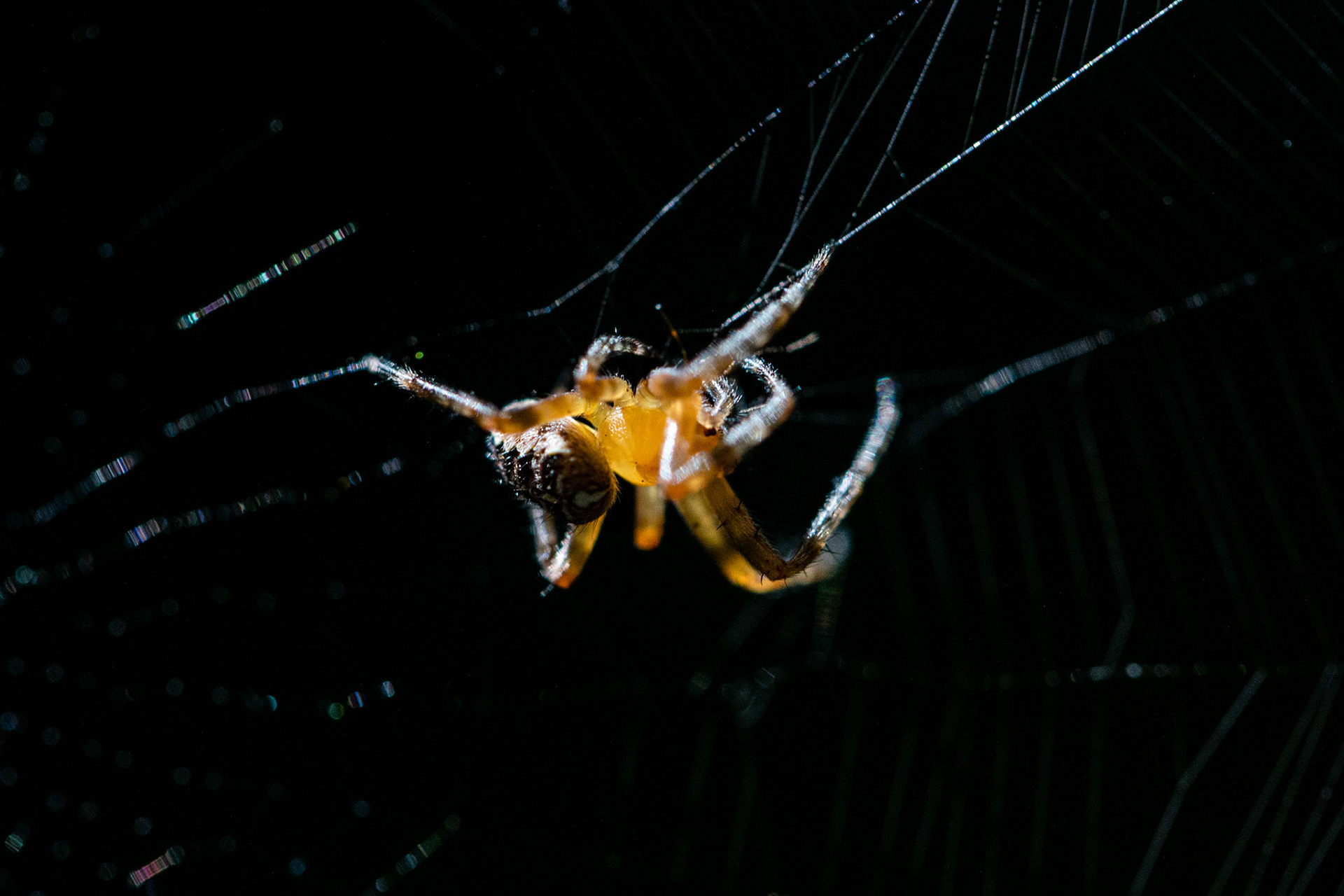 Spider