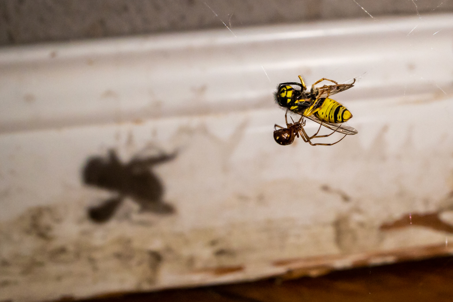 Spider getting Wasp for Lunch