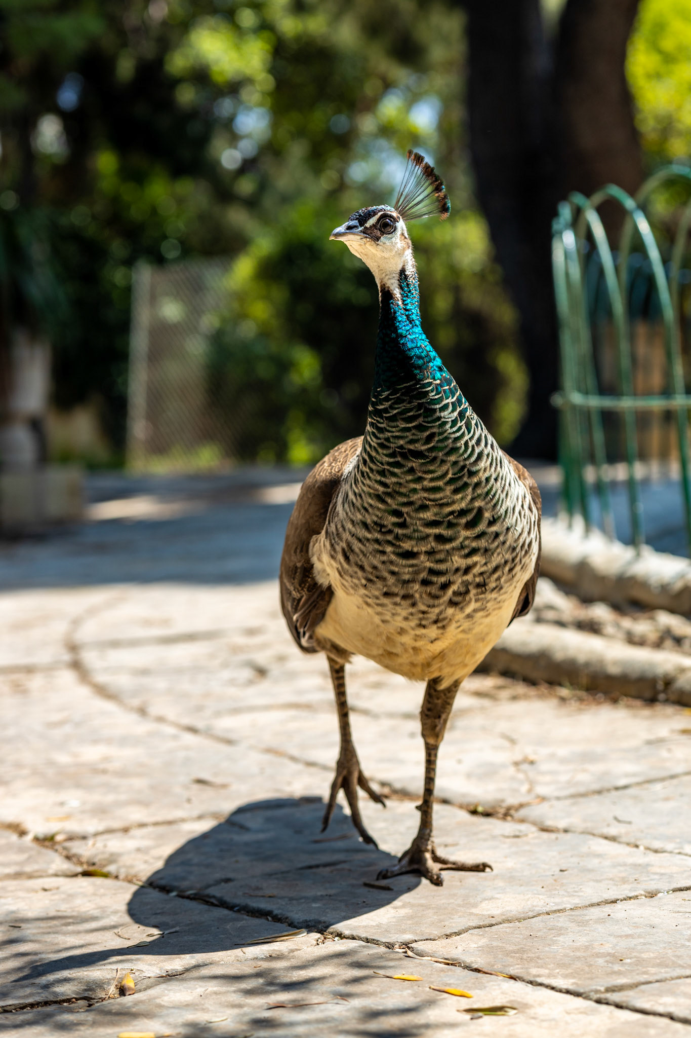 San Anton Gardens, Malta