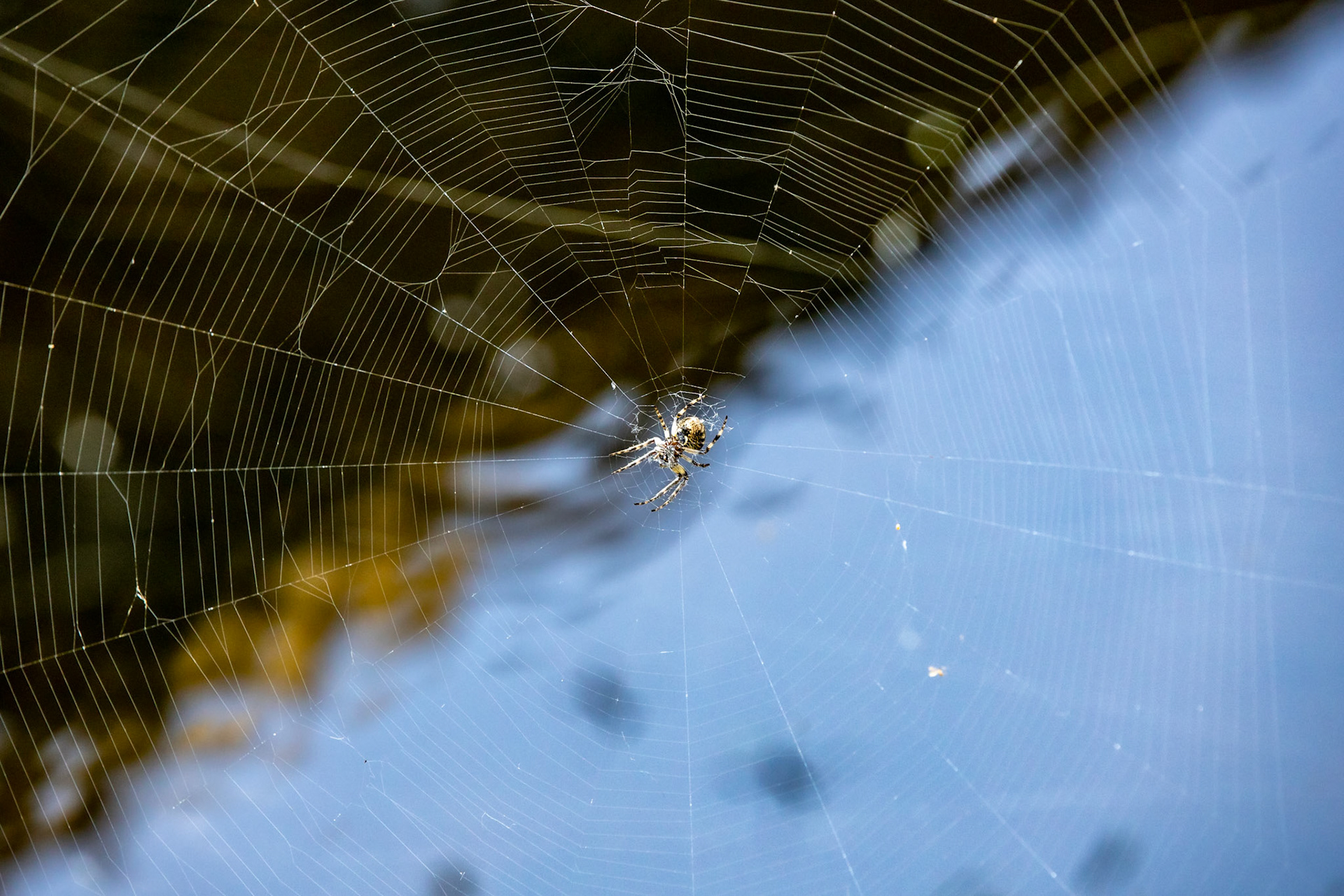 Spider