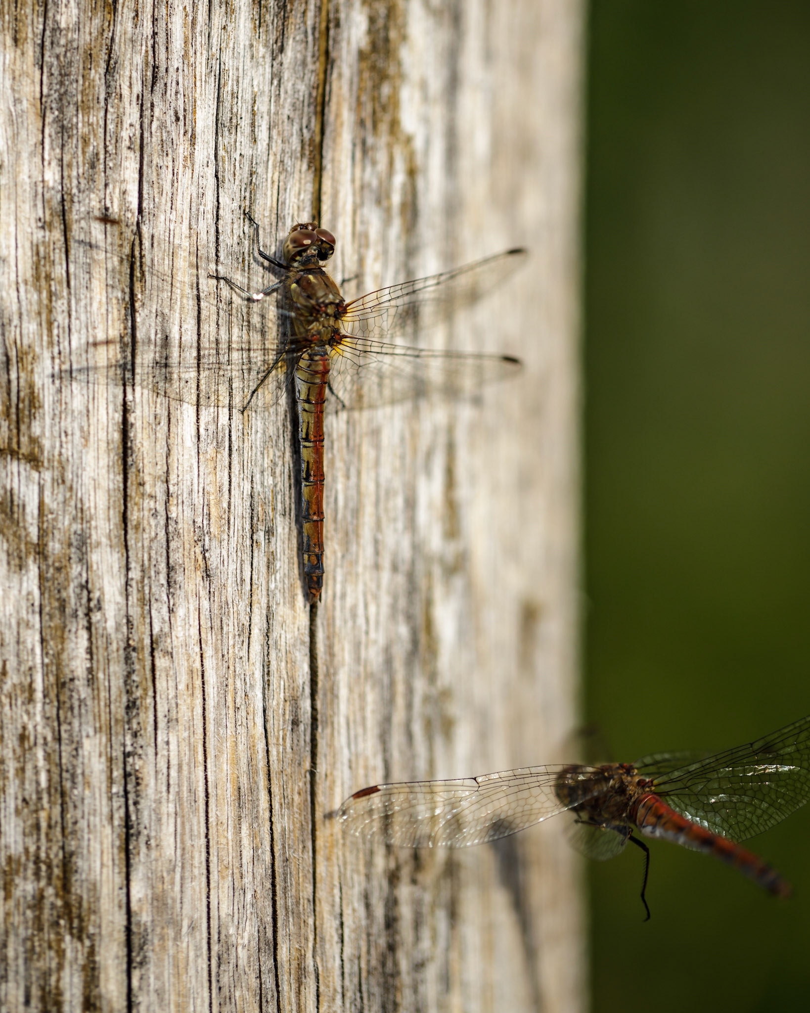 Dragonfly