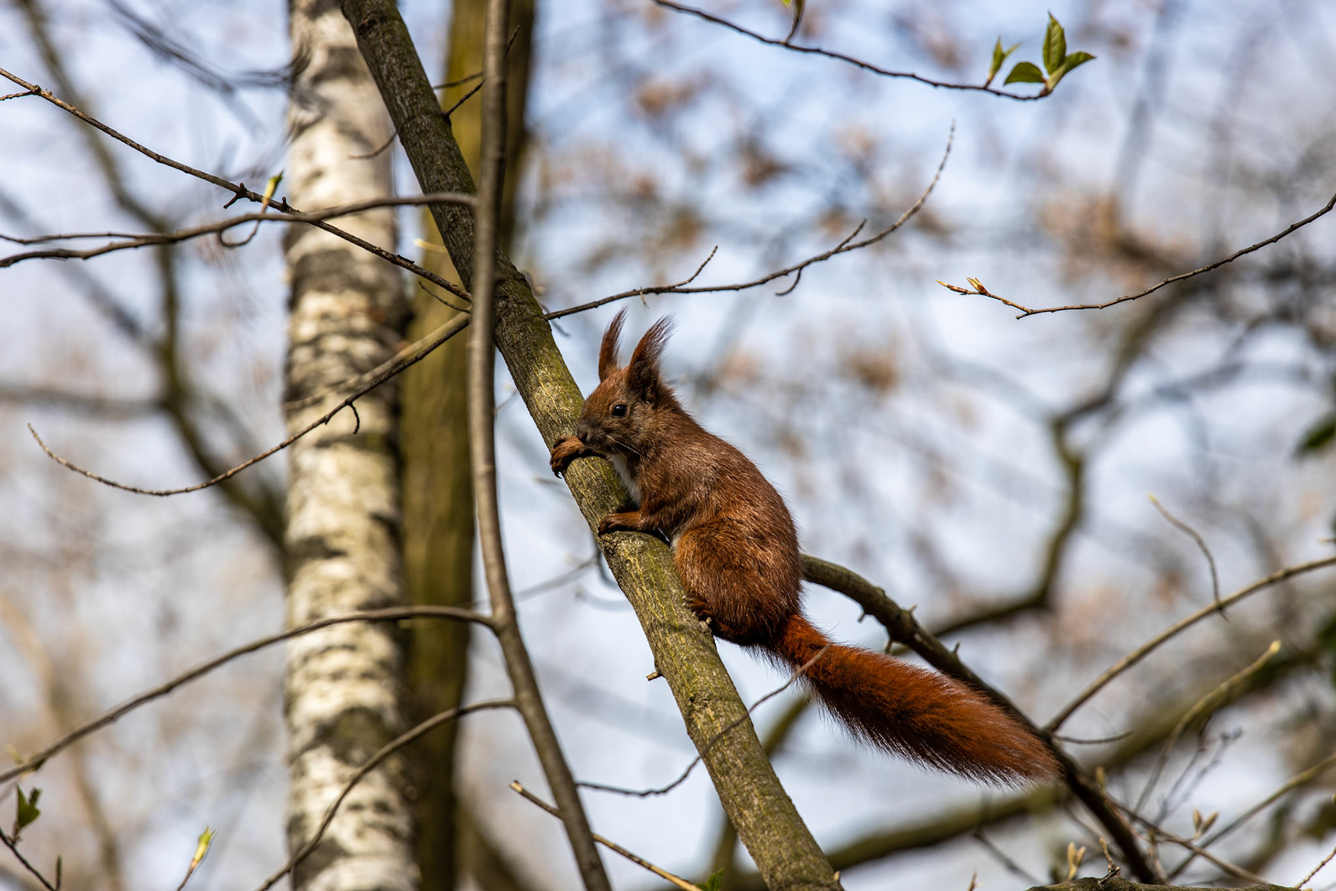 Squirrel