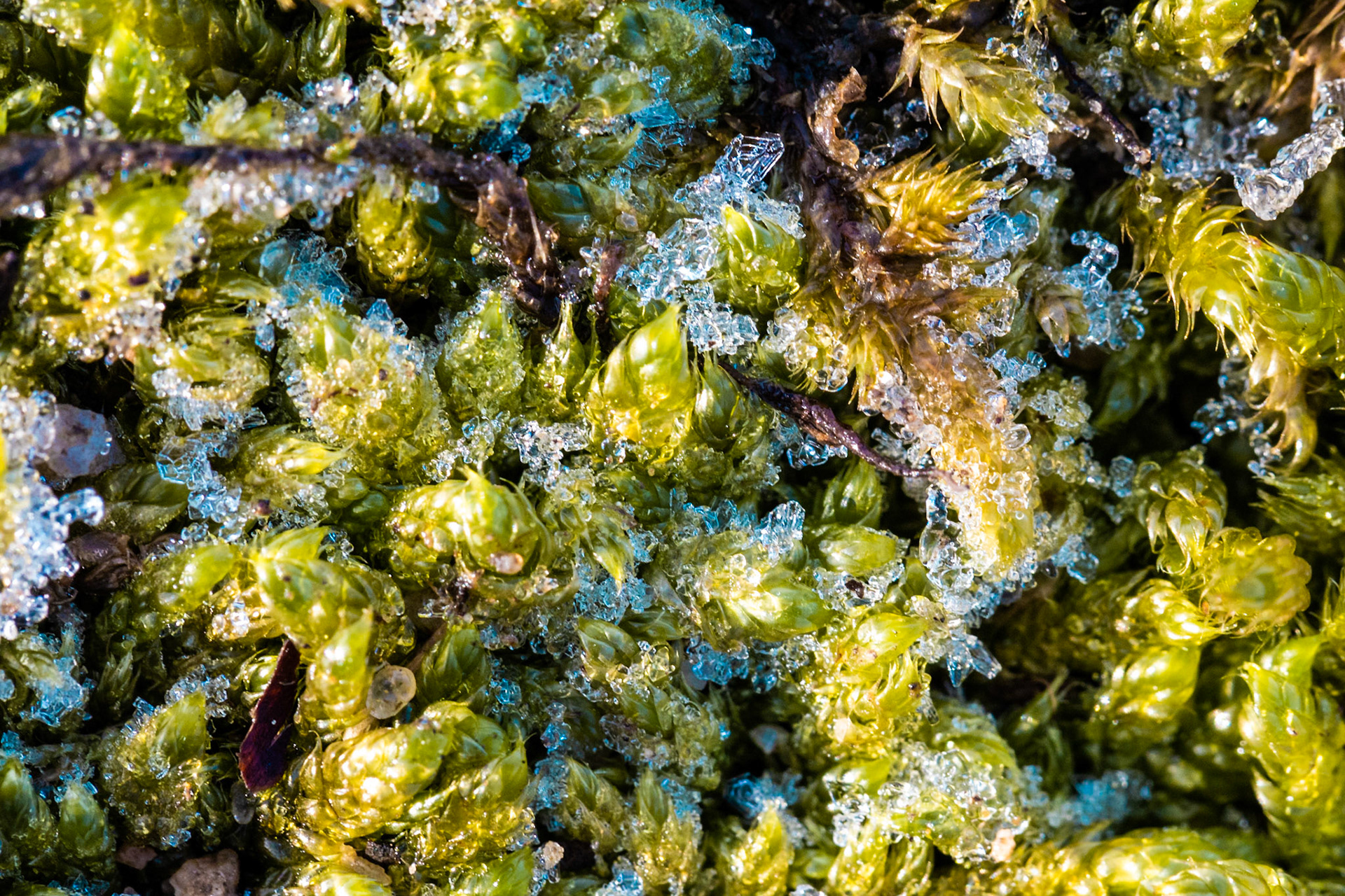 Frost