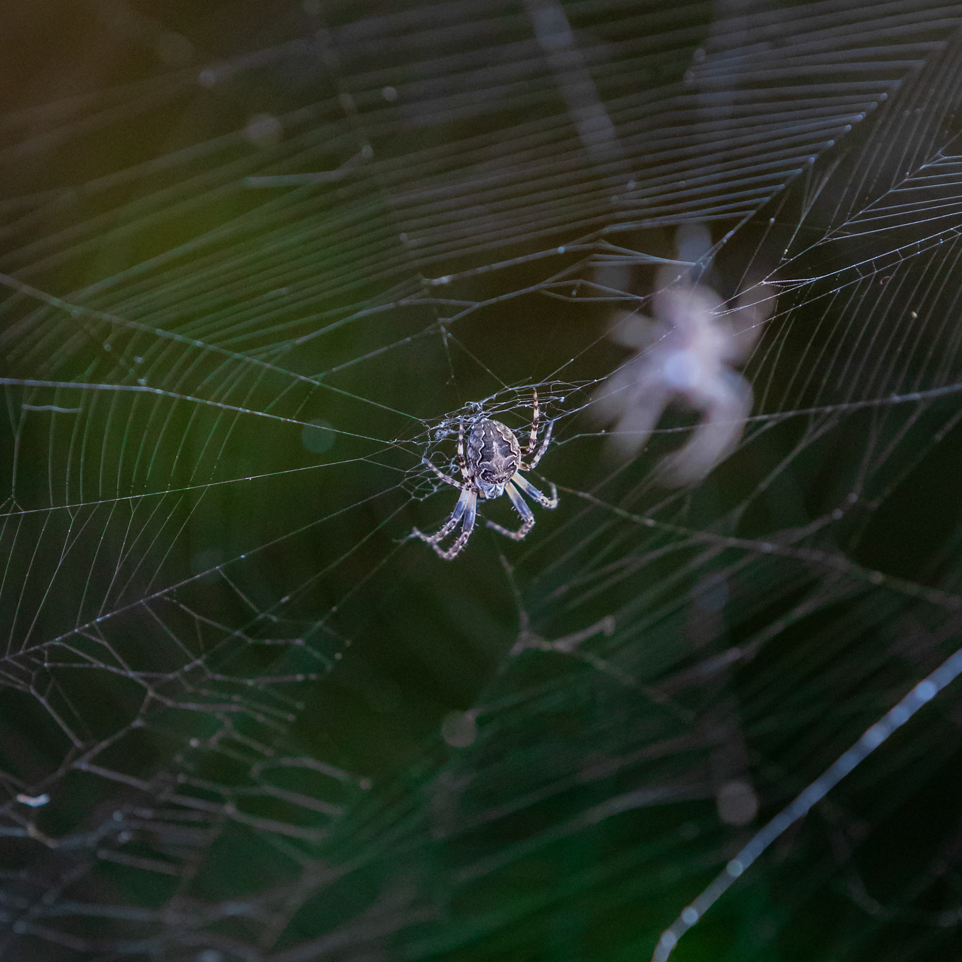 Spider