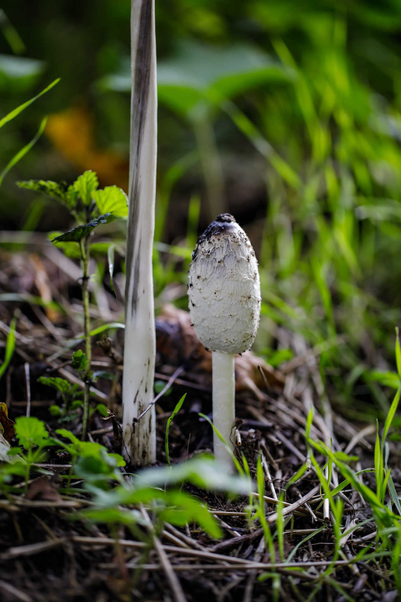 Mushroom