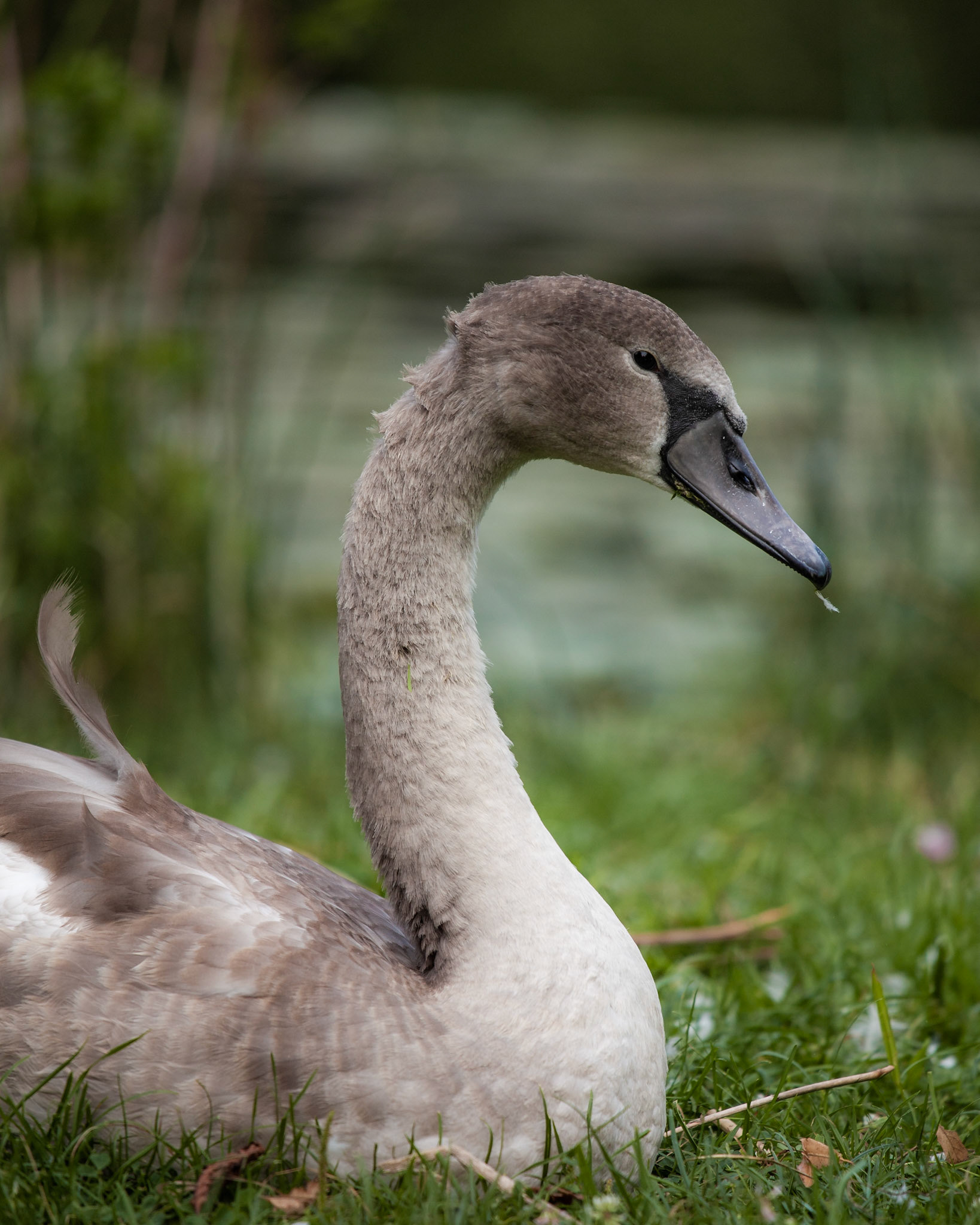 Swan