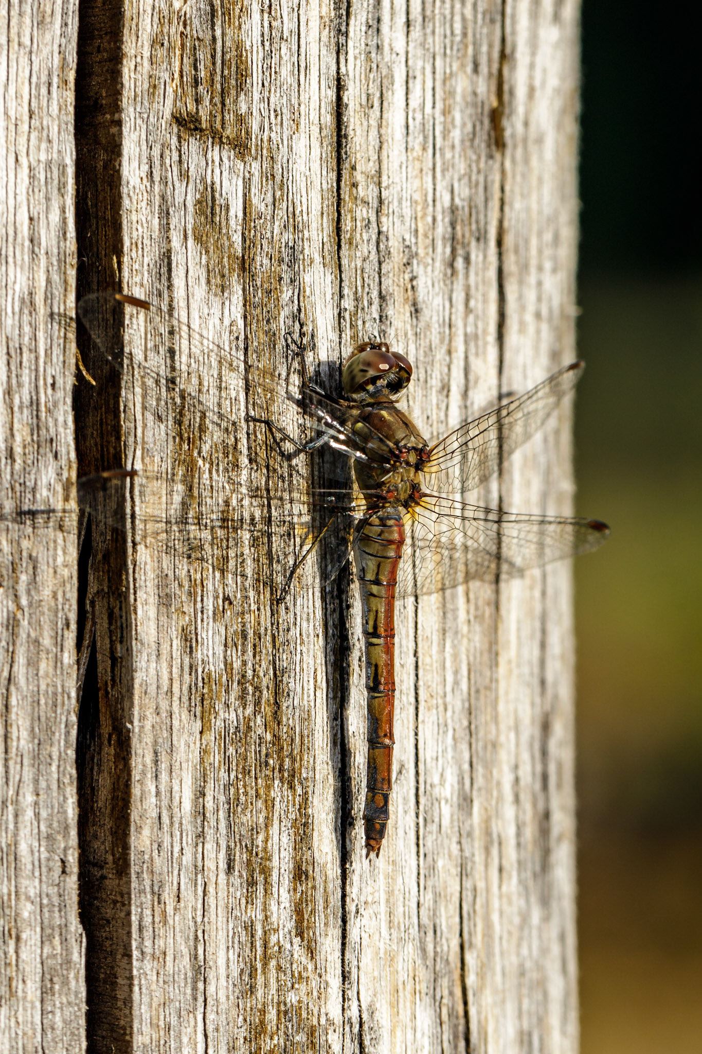 Dragonfly
