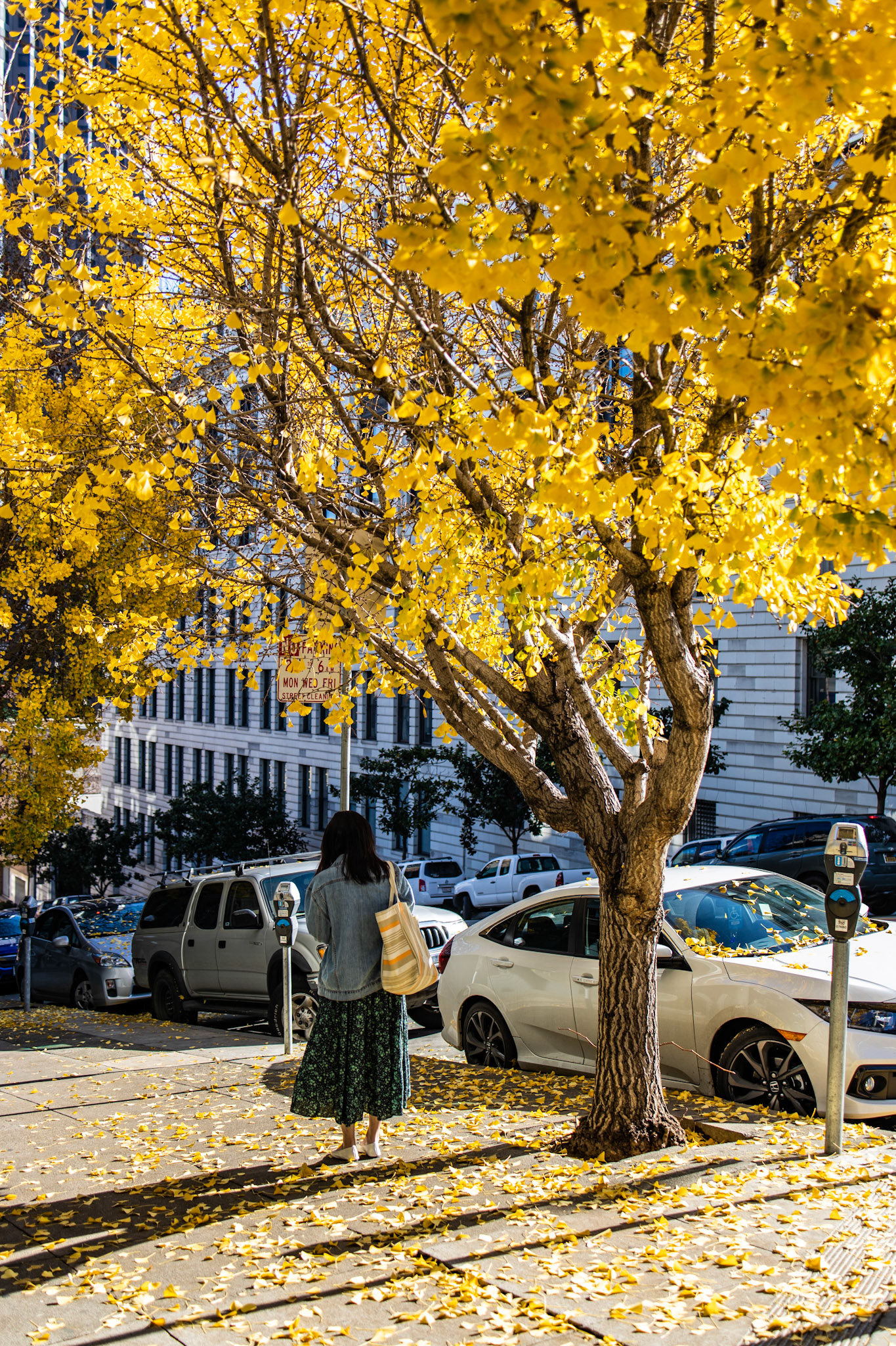 Fall colors in San Fran