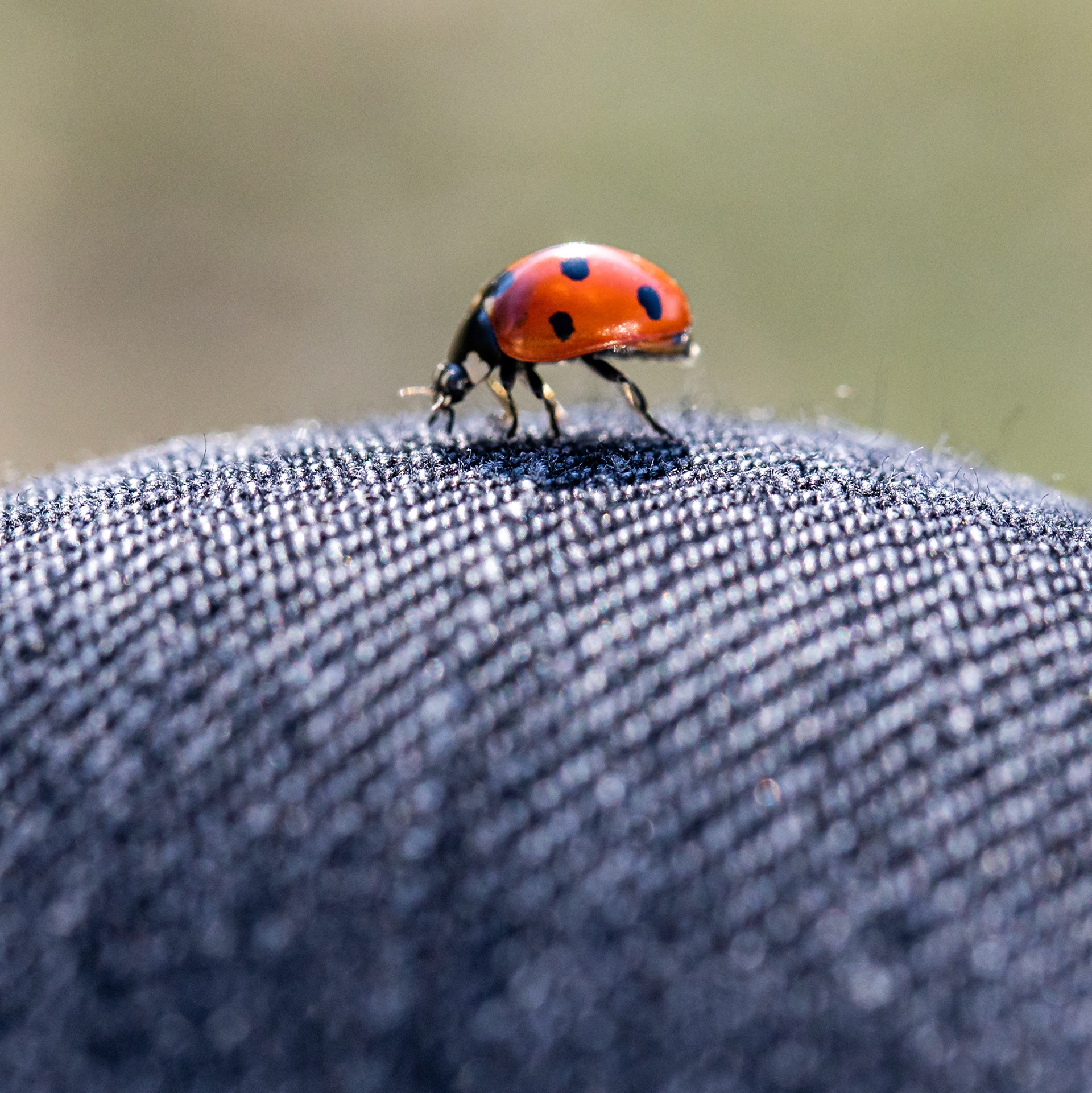 Ladybug