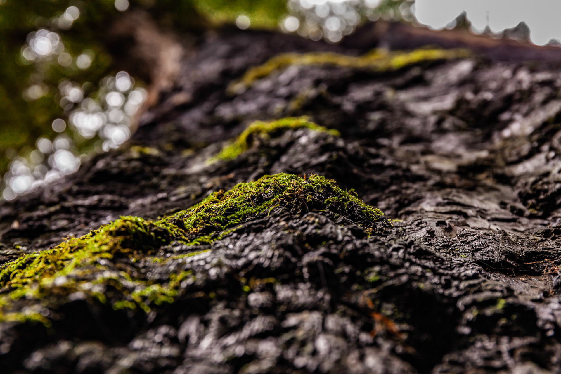 Moss on Burned Tree in Redwoods