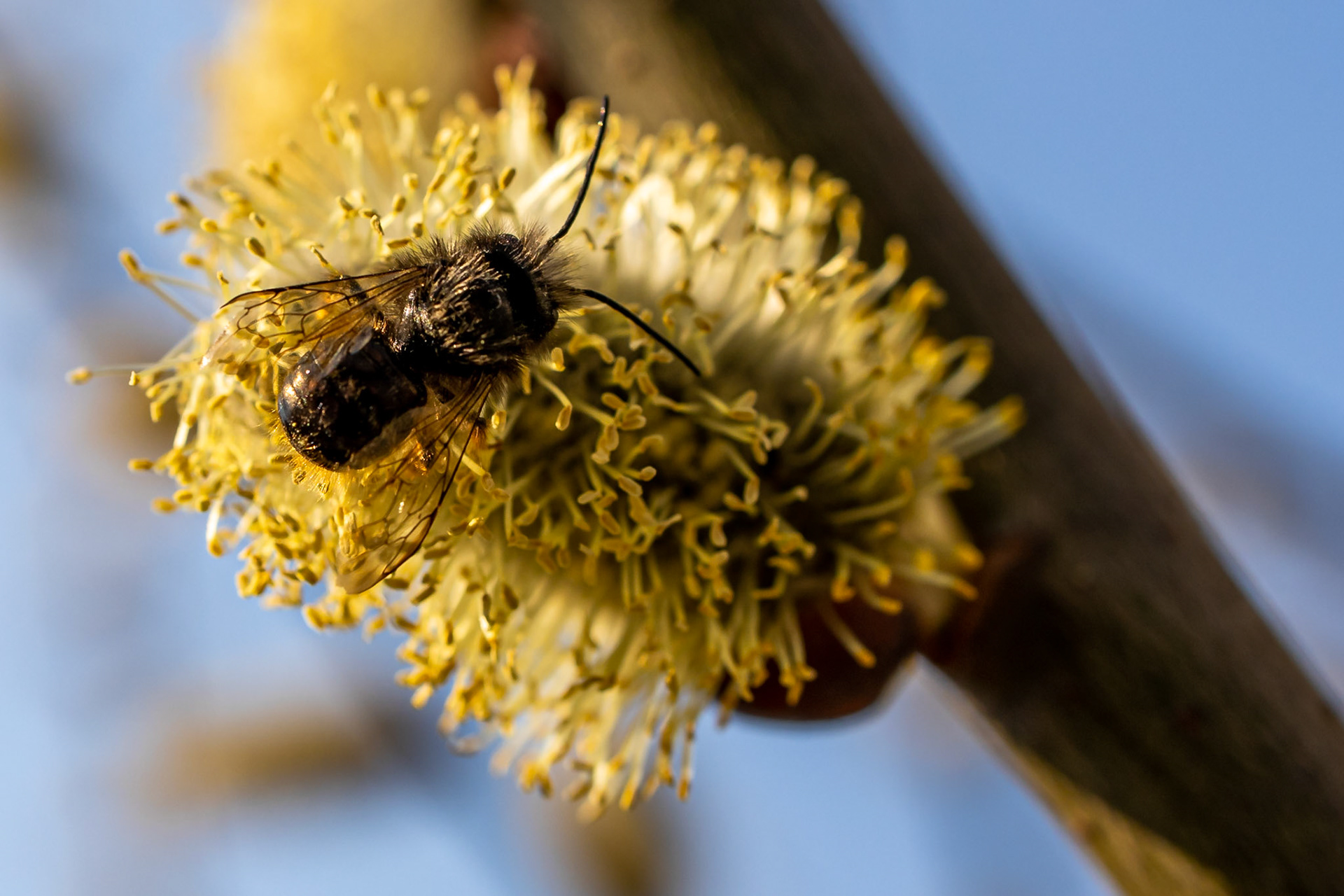 Bee
