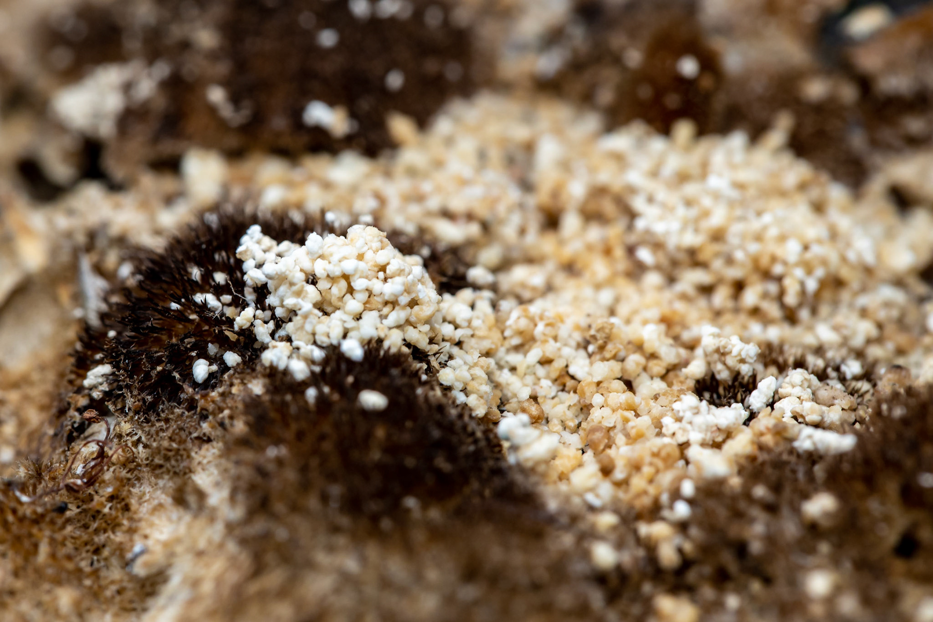 Abstract Fungal