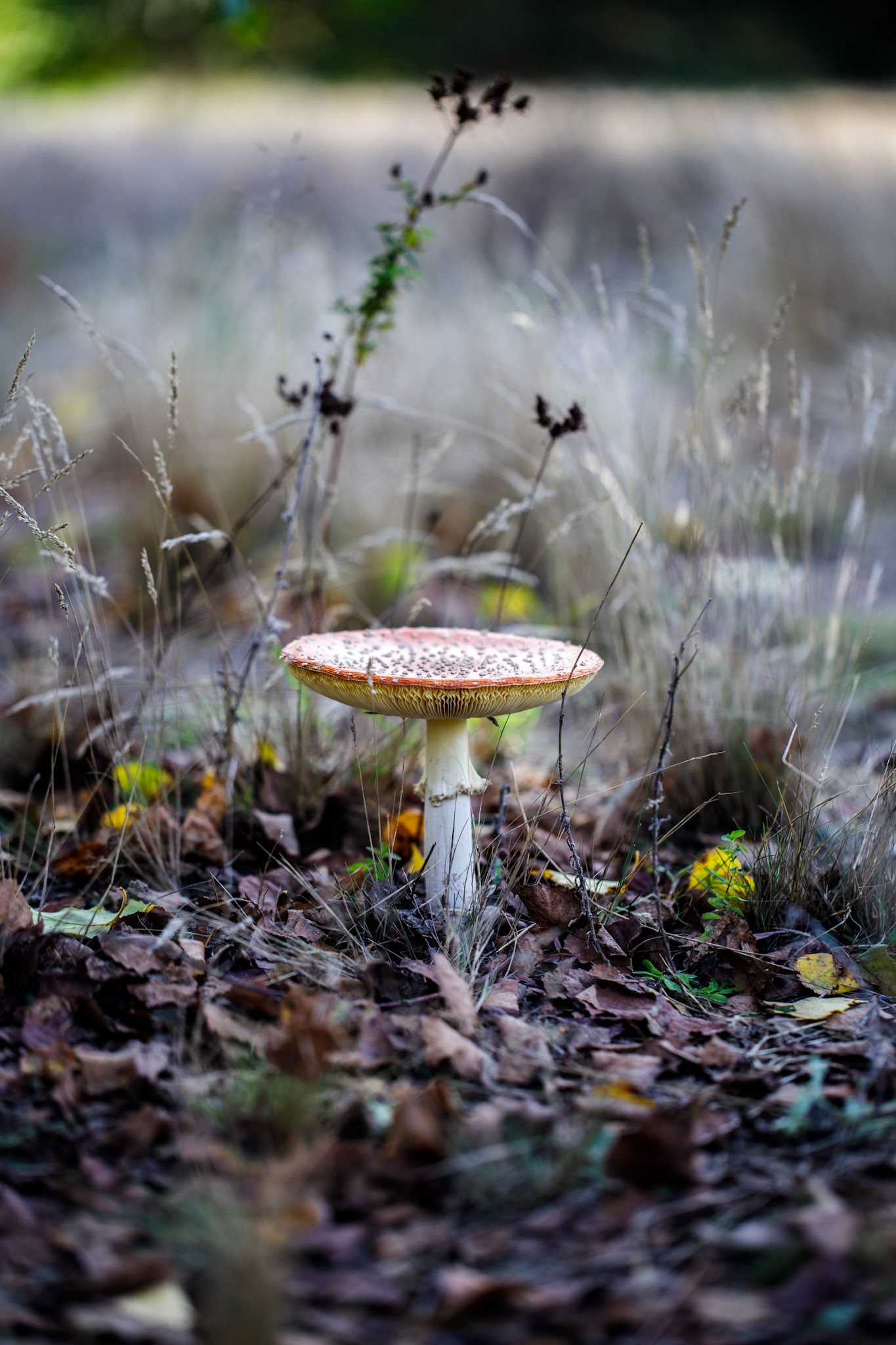 Mushroom