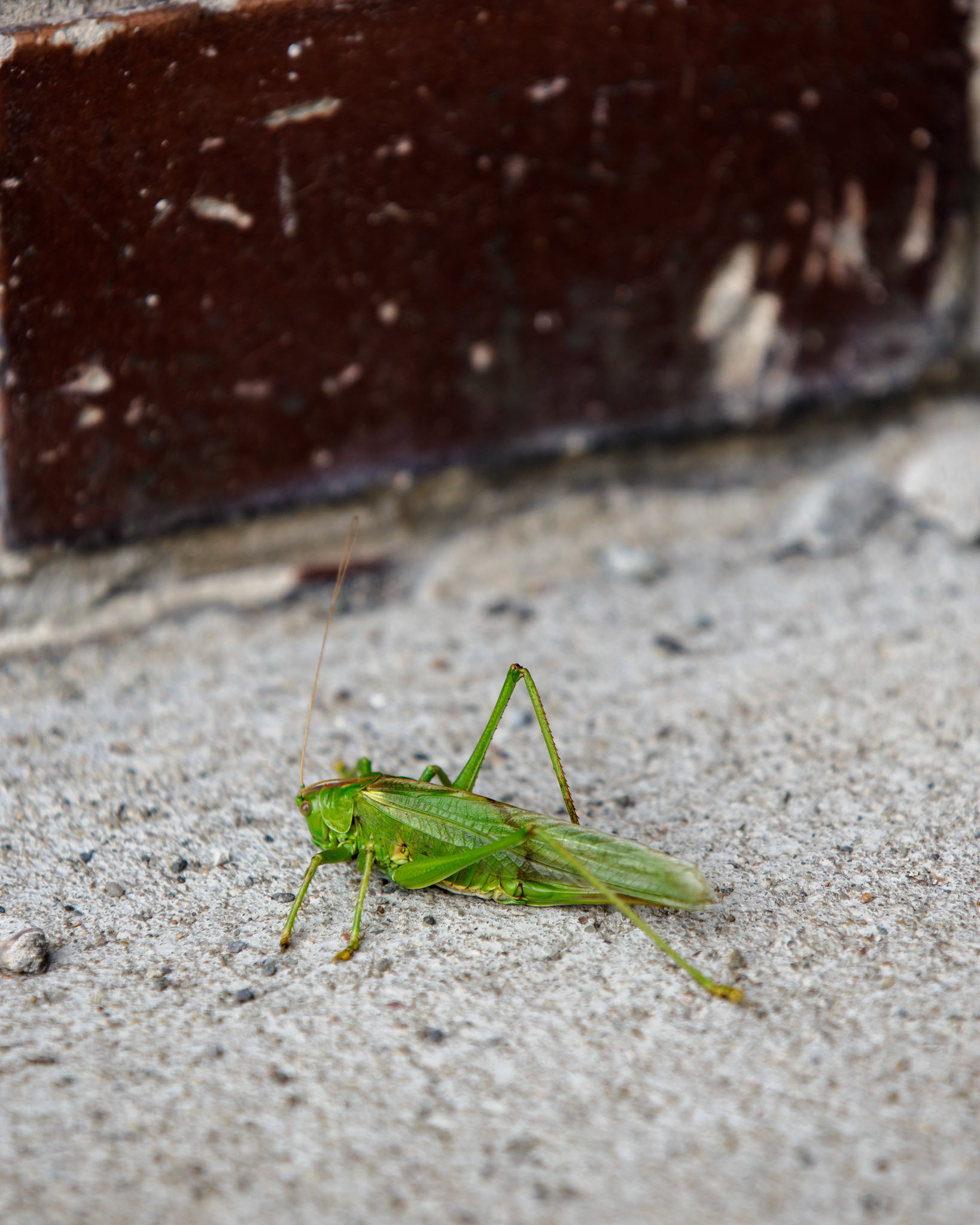 Grasshopper