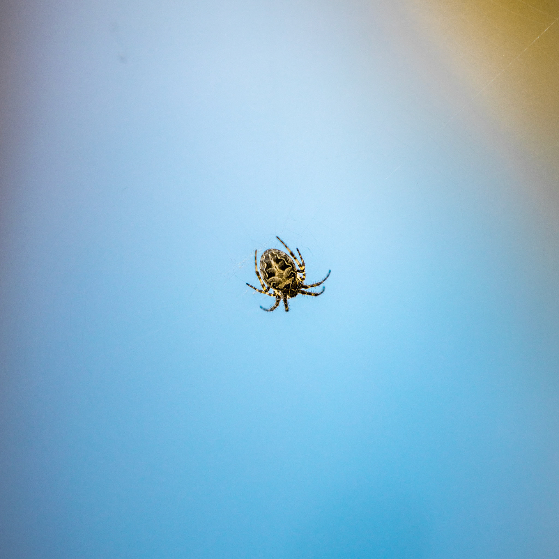 Spider