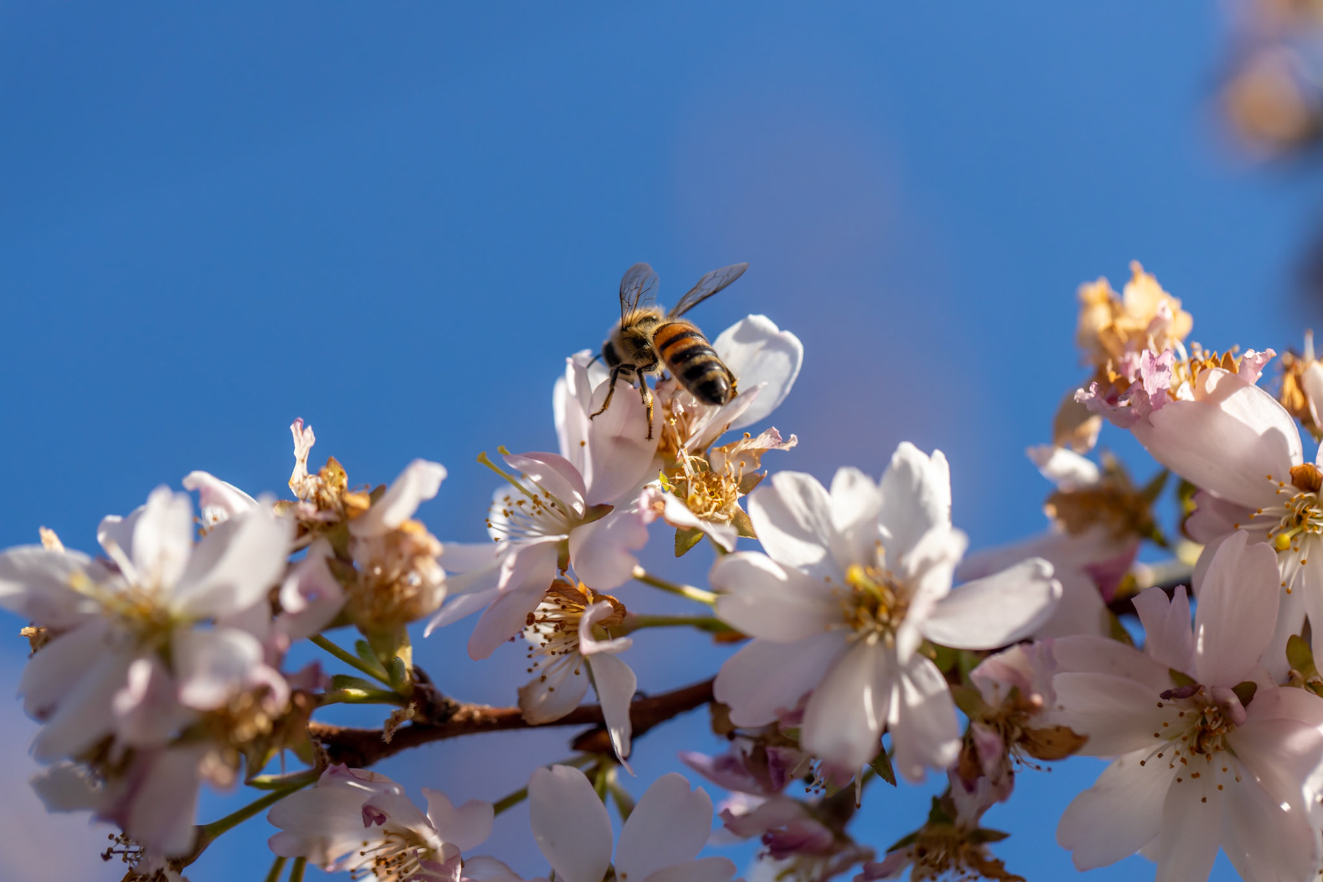 Bee