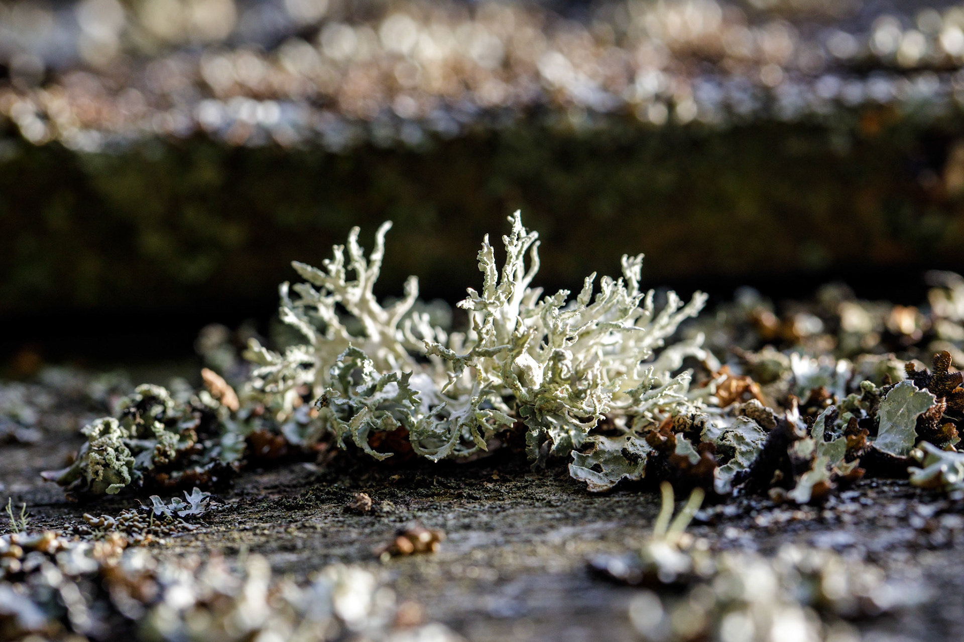 Moss