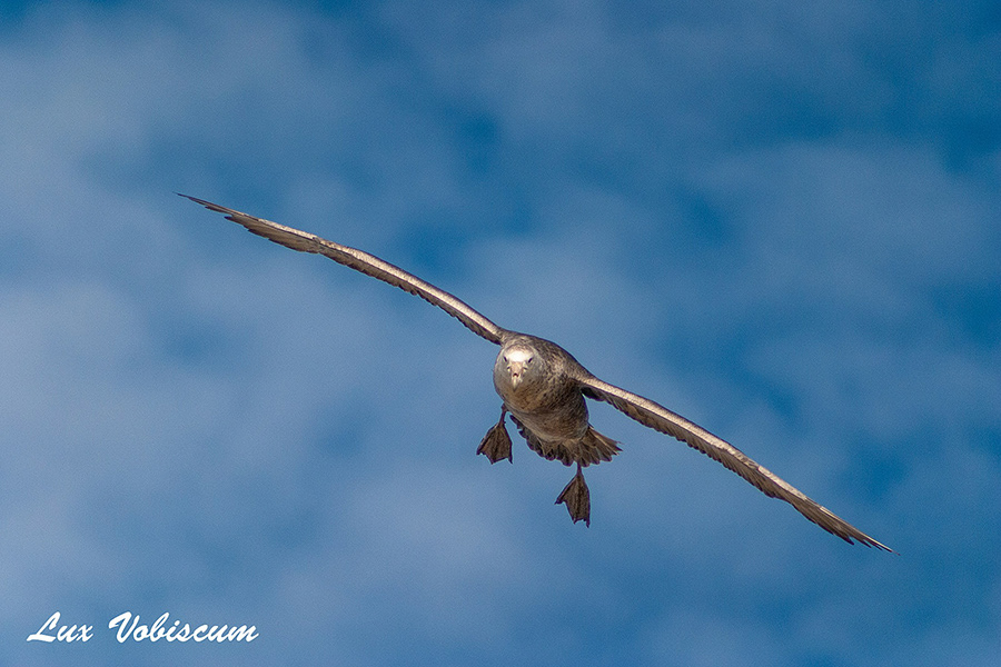 Giant petrel