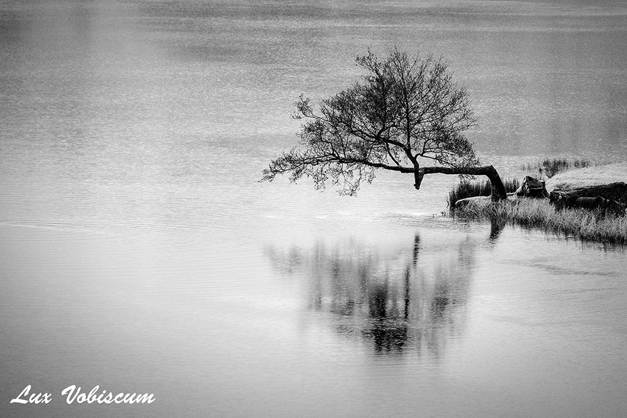 Loughrigg tree
