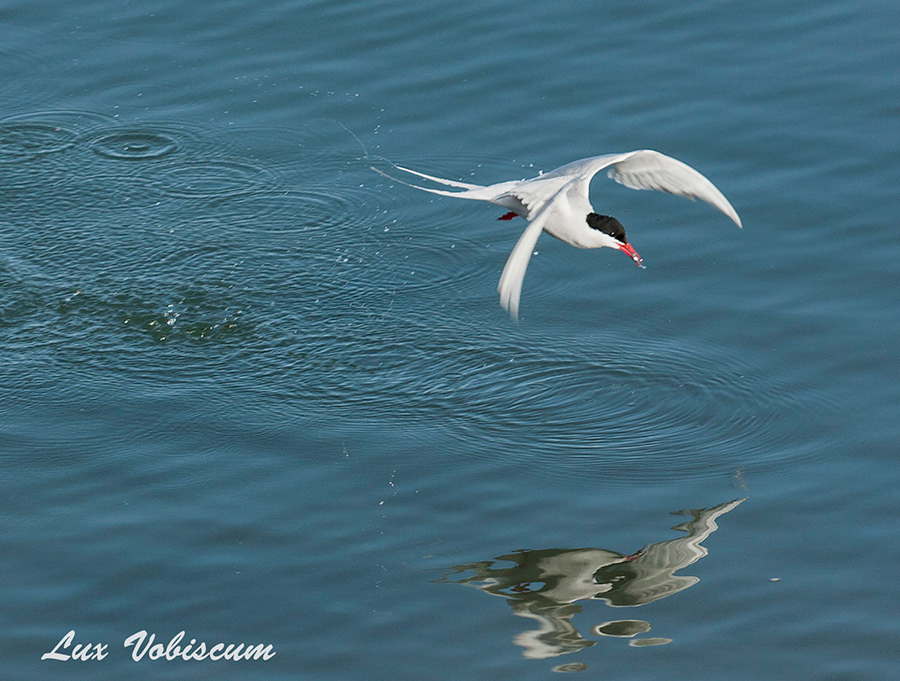 Arctic tern