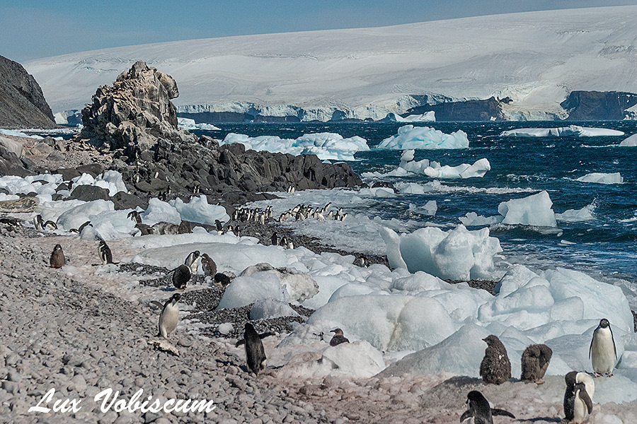 Penguin rookery, Adelaide Island