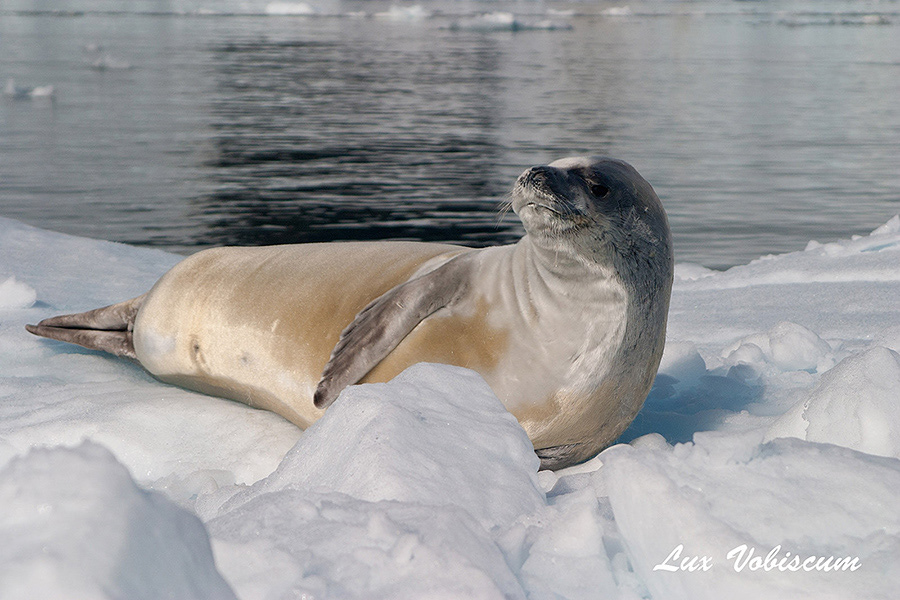 Weddell seal