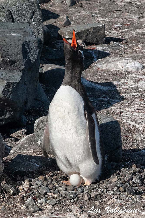 Gentoo penguin